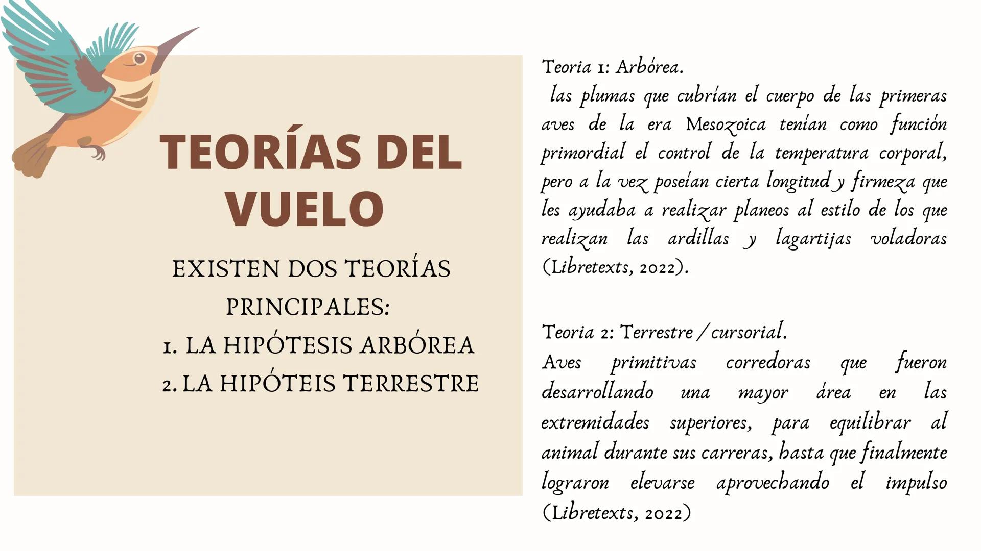 ADAPTACIONES
PLUMAS Y
VUELO LAS AVES
Únicos animales modernos con plumas
¿Las plumas
surgieron con el
vuelo en las aves?
DINOSAURIOS
Tambien
