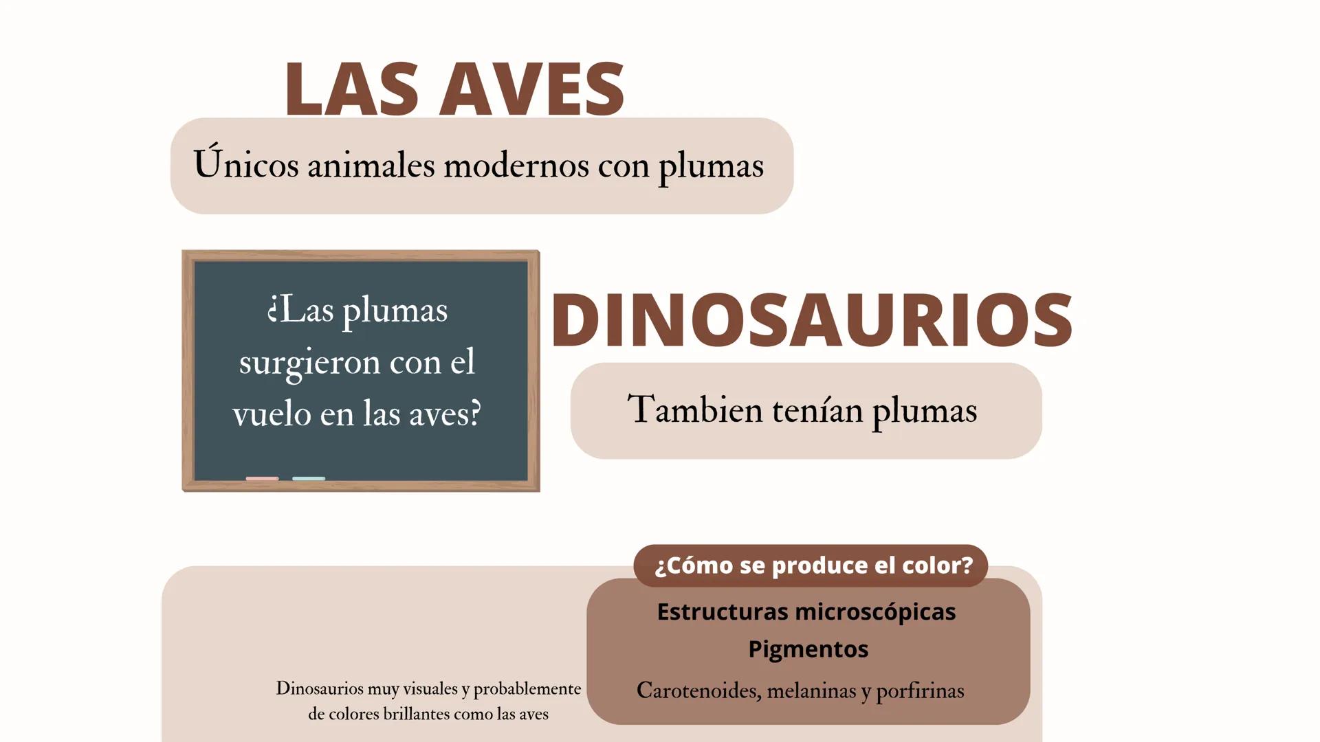 ADAPTACIONES
PLUMAS Y
VUELO LAS AVES
Únicos animales modernos con plumas
¿Las plumas
surgieron con el
vuelo en las aves?
DINOSAURIOS
Tambien