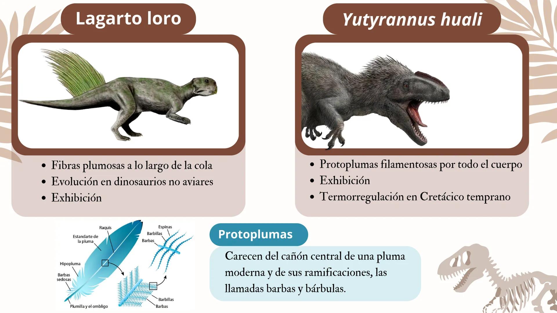 ADAPTACIONES
PLUMAS Y
VUELO LAS AVES
Únicos animales modernos con plumas
¿Las plumas
surgieron con el
vuelo en las aves?
DINOSAURIOS
Tambien
