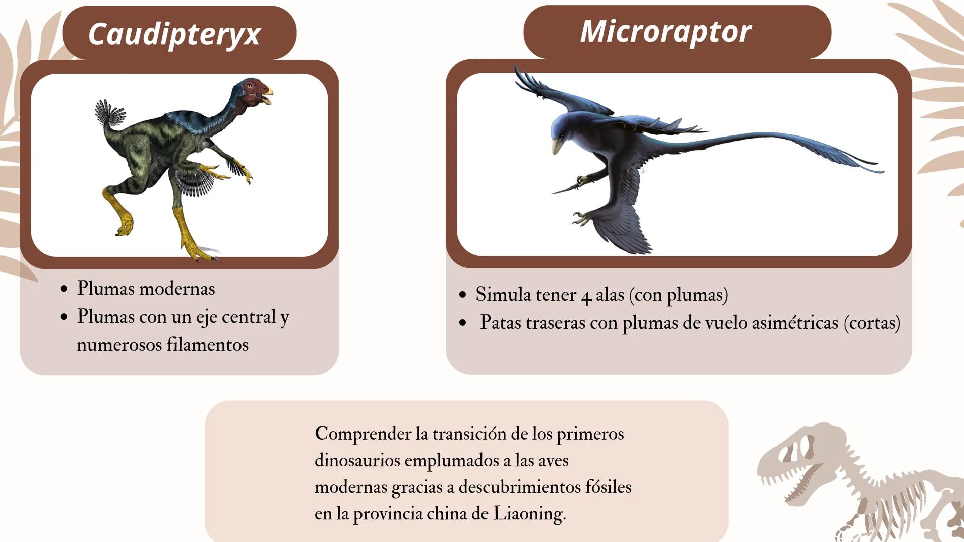 ADAPTACIONES
PLUMAS Y
VUELO LAS AVES
Únicos animales modernos con plumas
¿Las plumas
surgieron con el
vuelo en las aves?
DINOSAURIOS
Tambien