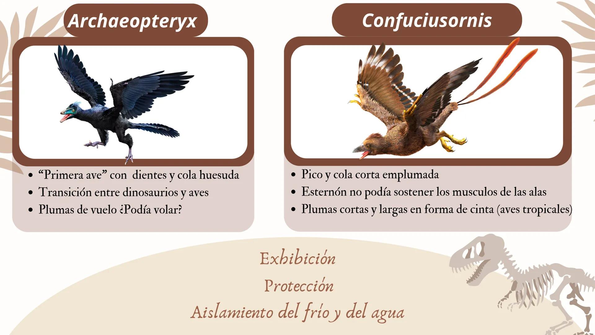 ADAPTACIONES
PLUMAS Y
VUELO LAS AVES
Únicos animales modernos con plumas
¿Las plumas
surgieron con el
vuelo en las aves?
DINOSAURIOS
Tambien
