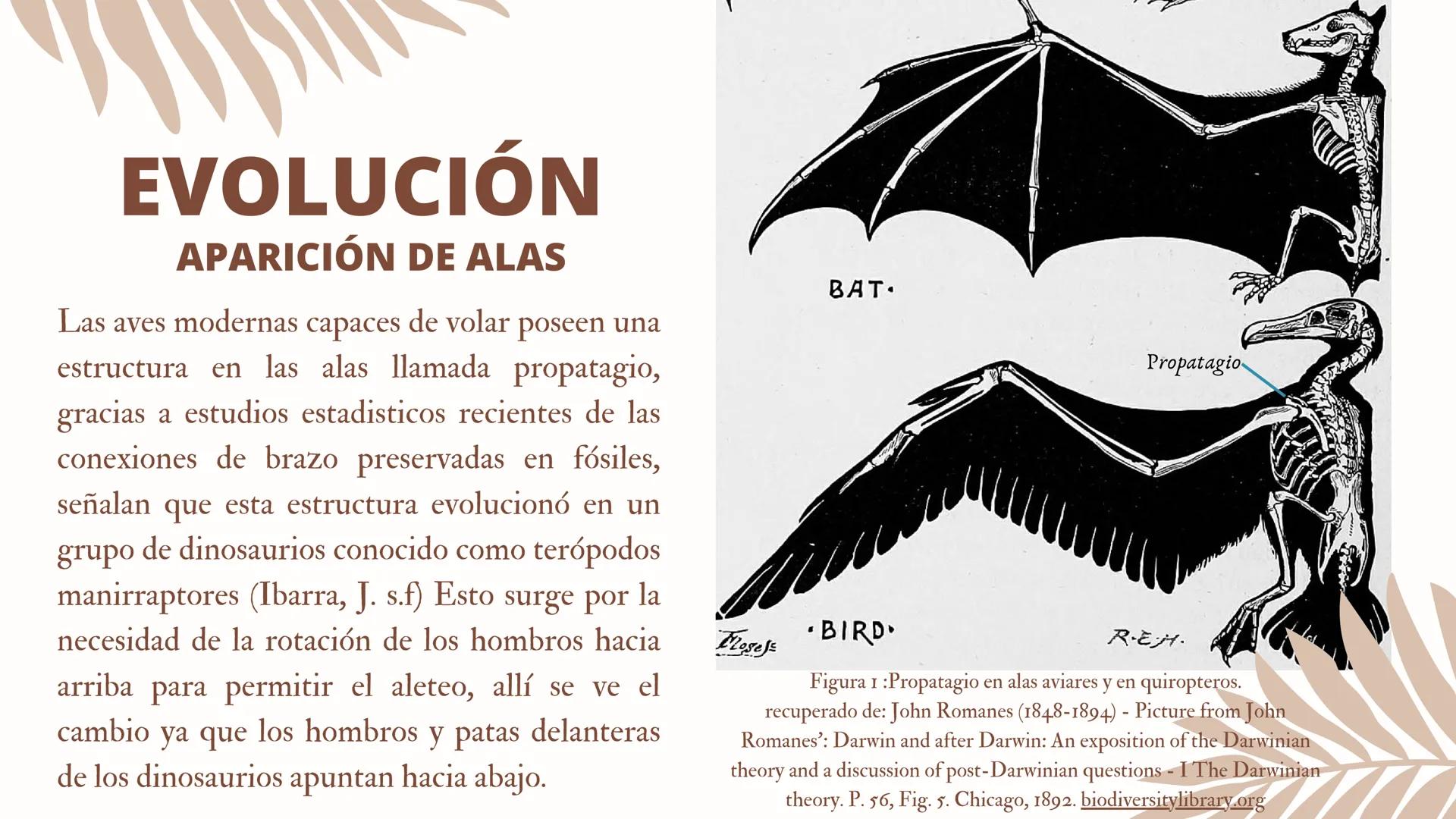 ADAPTACIONES
PLUMAS Y
VUELO LAS AVES
Únicos animales modernos con plumas
¿Las plumas
surgieron con el
vuelo en las aves?
DINOSAURIOS
Tambien