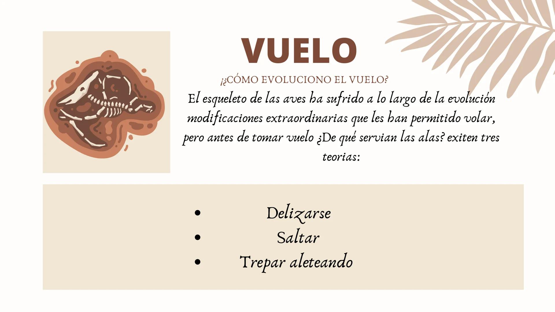 ADAPTACIONES
PLUMAS Y
VUELO LAS AVES
Únicos animales modernos con plumas
¿Las plumas
surgieron con el
vuelo en las aves?
DINOSAURIOS
Tambien