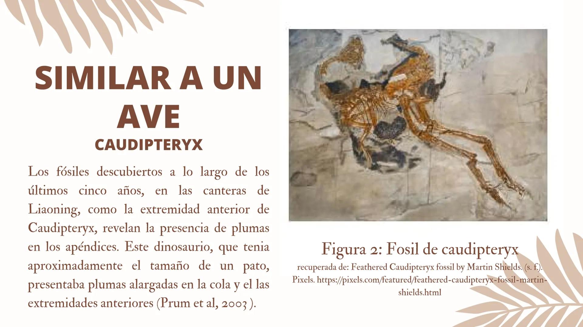 ADAPTACIONES
PLUMAS Y
VUELO LAS AVES
Únicos animales modernos con plumas
¿Las plumas
surgieron con el
vuelo en las aves?
DINOSAURIOS
Tambien