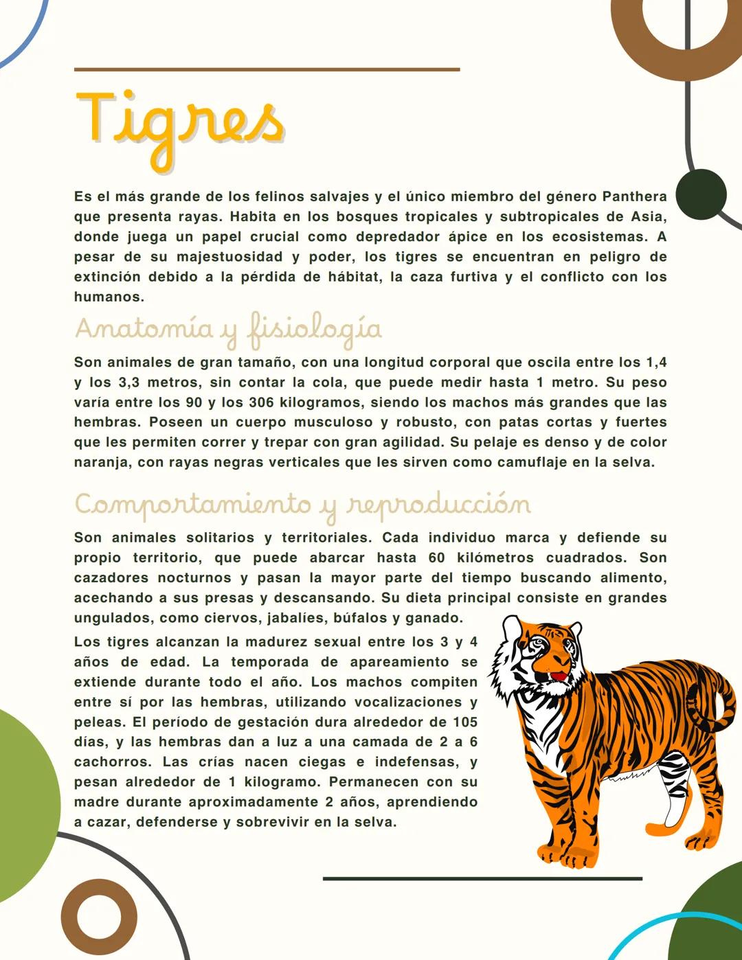 Tigres
Es el más grande de los felinos salvajes y el único miembro del género Panthera
que presenta rayas. Habita en los bosques tropicales