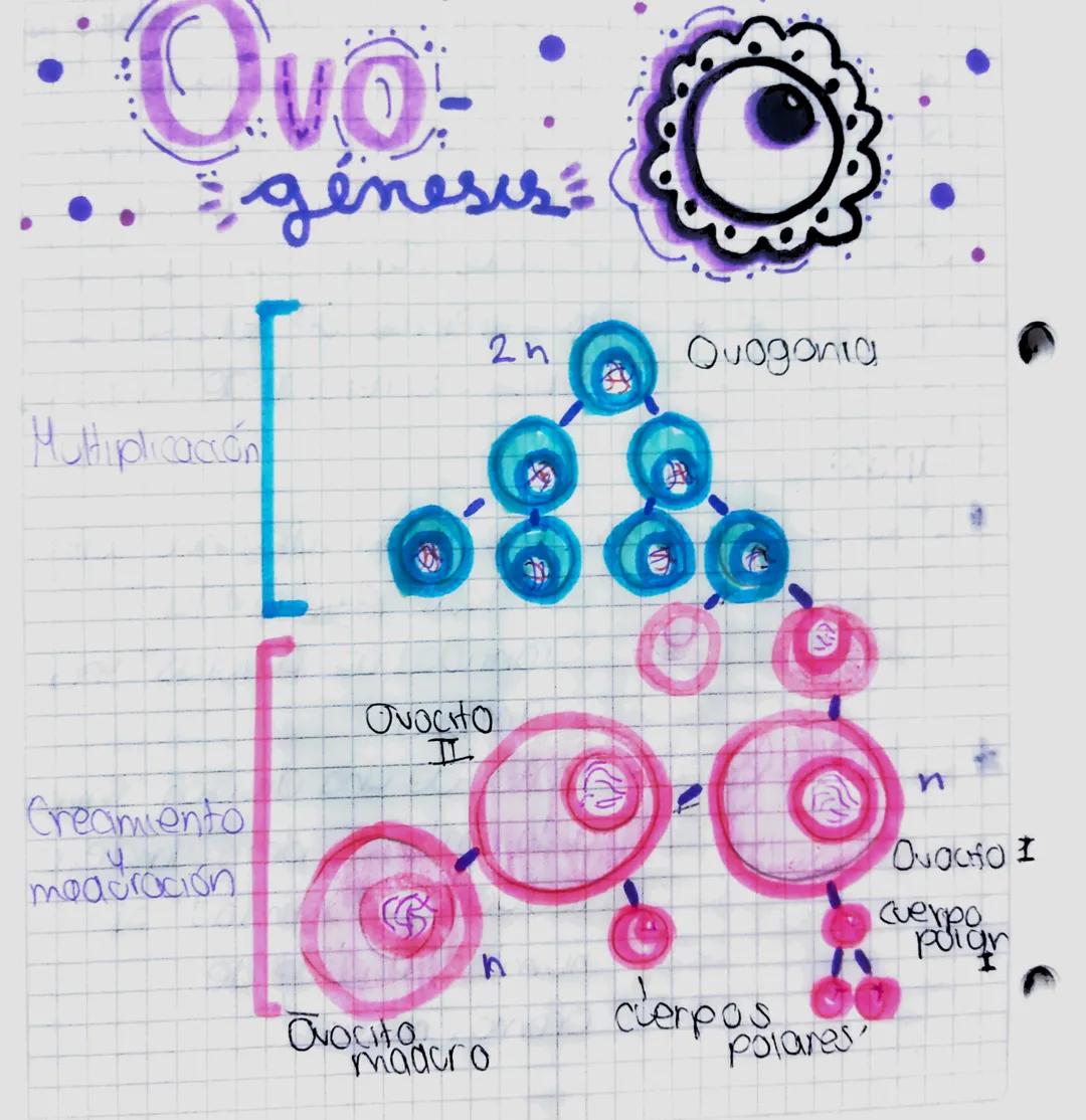 •Ovo-
genesis
Multiplicación
2n
Quogonia
Creamento
meadración
Ovocito
IL
n
OVOCHO I
Cuerpo
poign
Ovocita
maduro
derpos
Polares Definición:
*