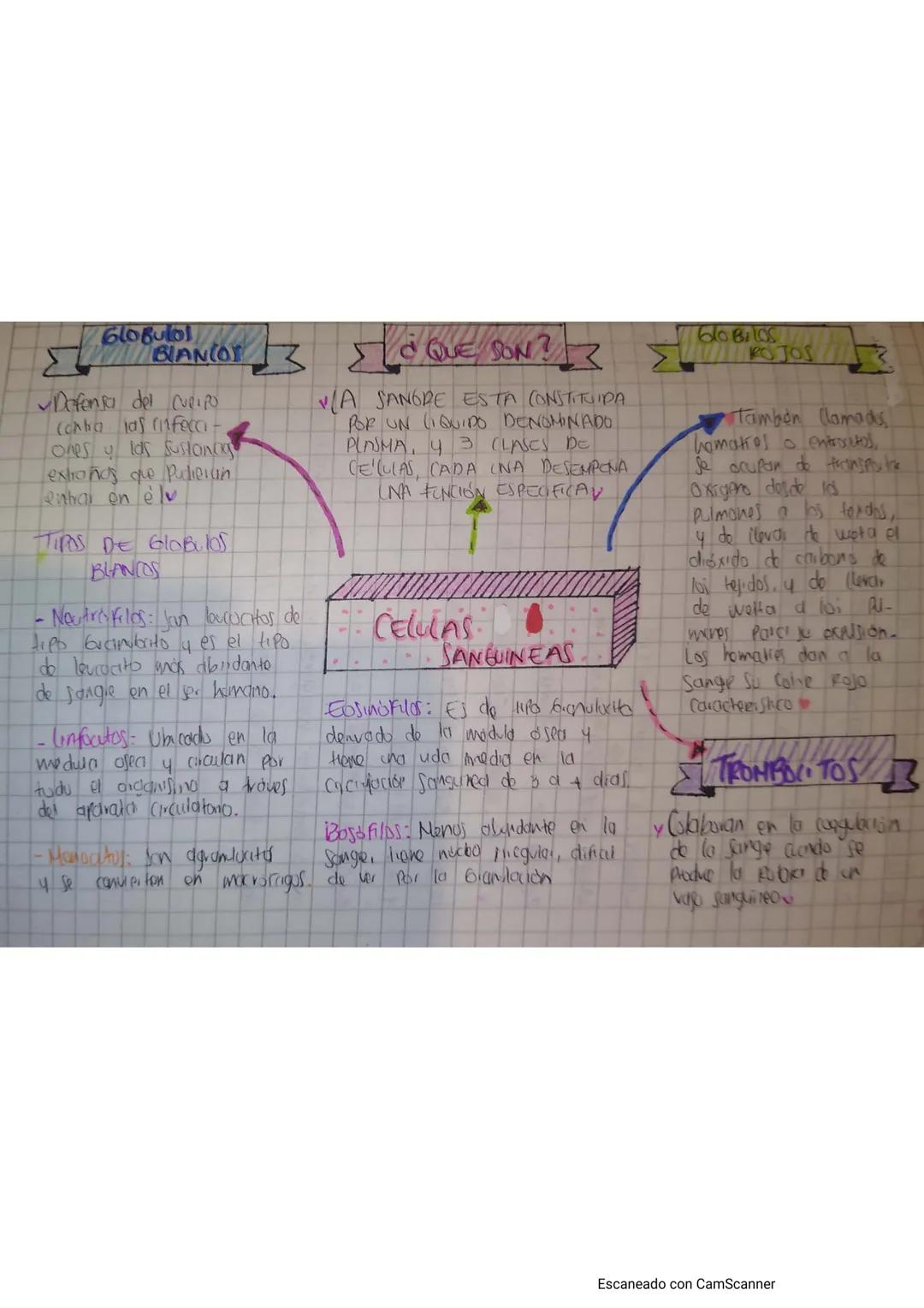 610Bulol
ΣΒΙΑΝΙΟΥ
Defensa del cURIPO
(cabo las rinfecci-
ones y los sustanc
exhoños que pudieran
enhar on elv
TIPS DE GLOBULOS.
BLANCOS
b