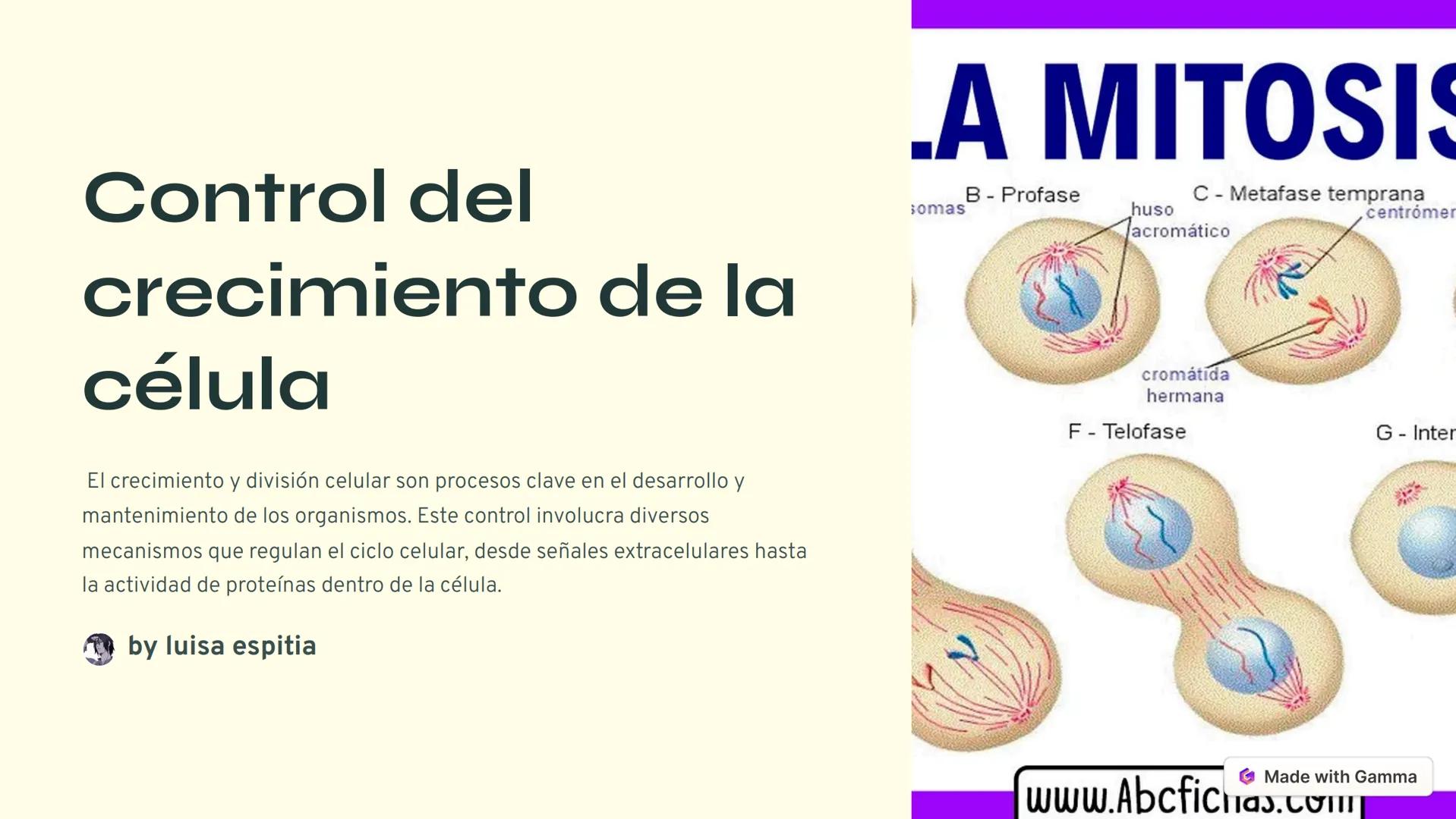 Control del
crecimiento de la
célula
El crecimiento y división celular son procesos clave en el desarrollo y
mantenimiento de los organismos