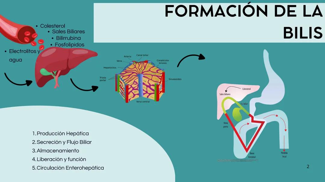 Enfermedades de las vías biliares