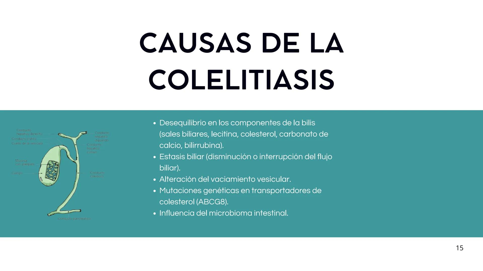 • Colesterol
• Electrolitos y
agua
• Sales Biliares
• Bilirrubina
• Fosfolipidos
FORMACIÓN DE LA
BILIS
Canal biliar
Arteria
Vena
Canaliculos