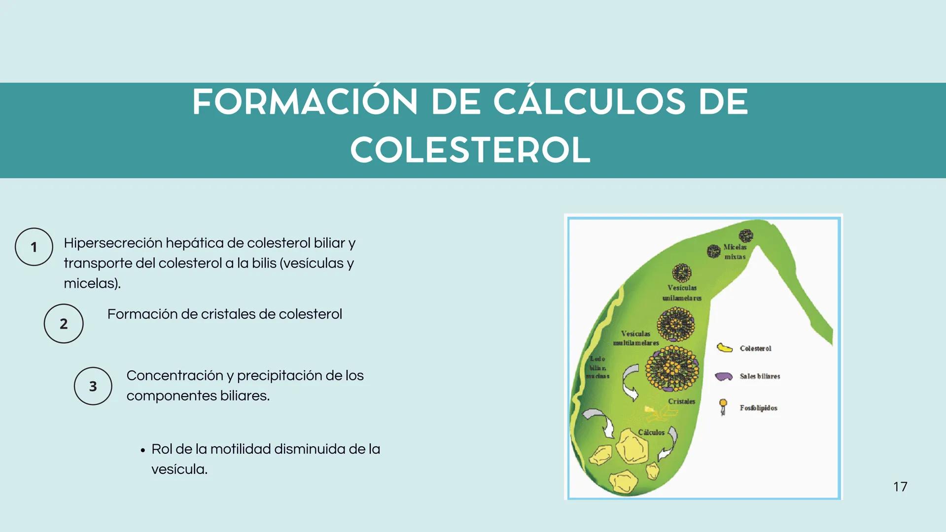 • Colesterol
• Electrolitos y
agua
• Sales Biliares
• Bilirrubina
• Fosfolipidos
FORMACIÓN DE LA
BILIS
Canal biliar
Arteria
Vena
Canaliculos