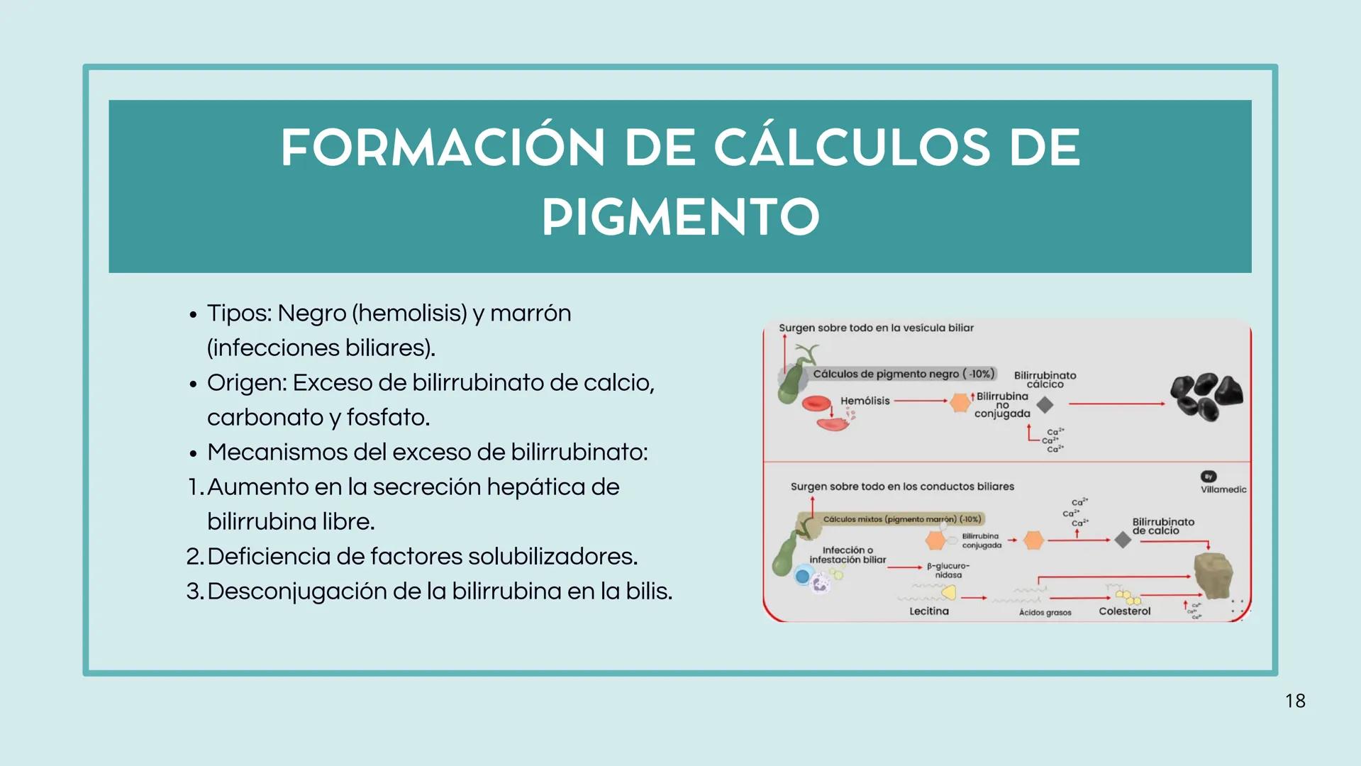 • Colesterol
• Electrolitos y
agua
• Sales Biliares
• Bilirrubina
• Fosfolipidos
FORMACIÓN DE LA
BILIS
Canal biliar
Arteria
Vena
Canaliculos