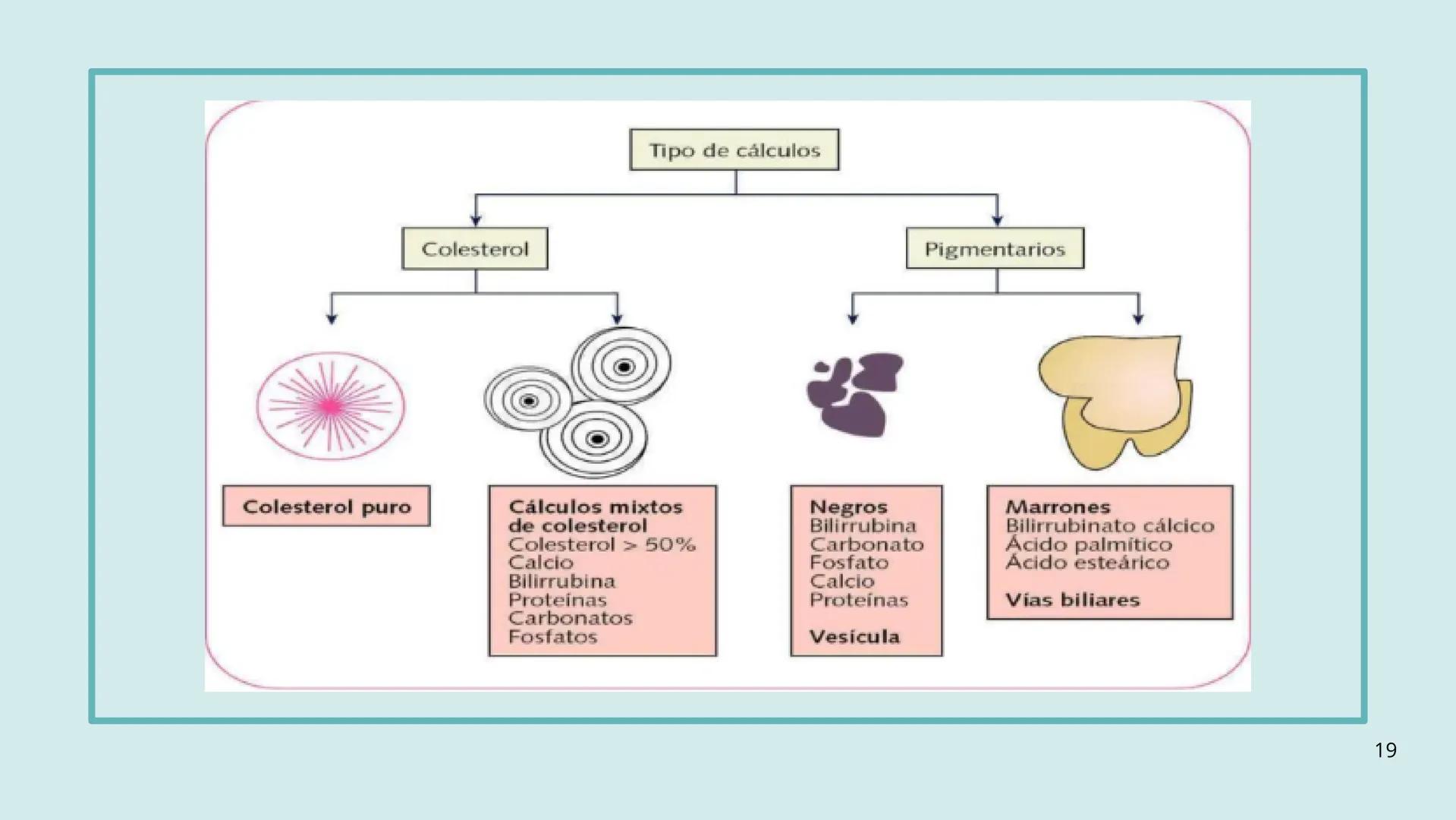 • Colesterol
• Electrolitos y
agua
• Sales Biliares
• Bilirrubina
• Fosfolipidos
FORMACIÓN DE LA
BILIS
Canal biliar
Arteria
Vena
Canaliculos