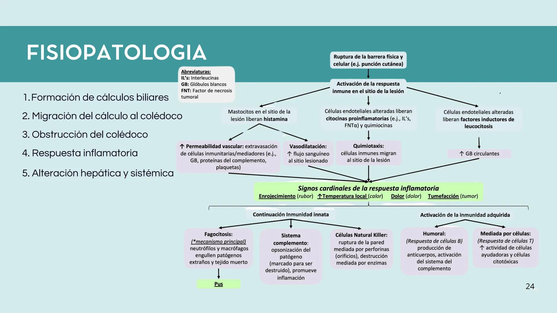 • Colesterol
• Electrolitos y
agua
• Sales Biliares
• Bilirrubina
• Fosfolipidos
FORMACIÓN DE LA
BILIS
Canal biliar
Arteria
Vena
Canaliculos