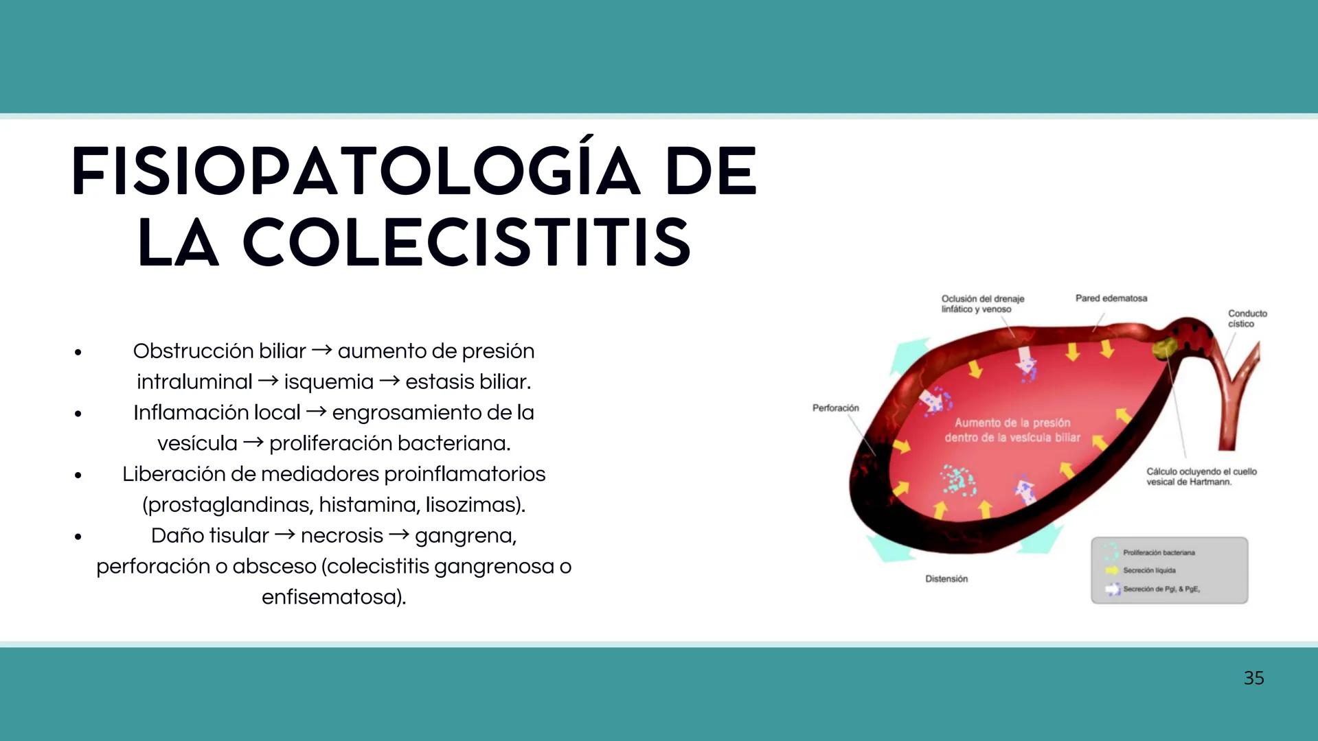 • Colesterol
• Electrolitos y
agua
• Sales Biliares
• Bilirrubina
• Fosfolipidos
FORMACIÓN DE LA
BILIS
Canal biliar
Arteria
Vena
Canaliculos