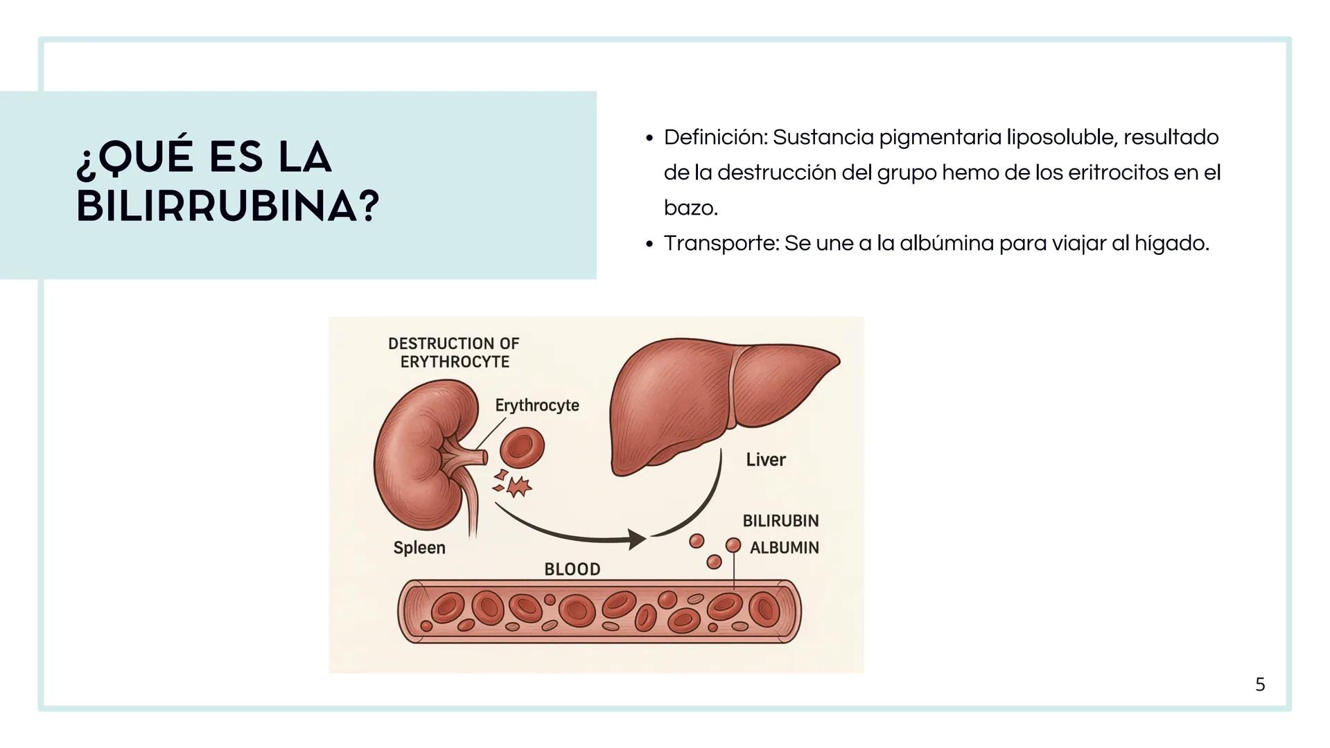 • Colesterol
• Electrolitos y
agua
• Sales Biliares
• Bilirrubina
• Fosfolipidos
FORMACIÓN DE LA
BILIS
Canal biliar
Arteria
Vena
Canaliculos