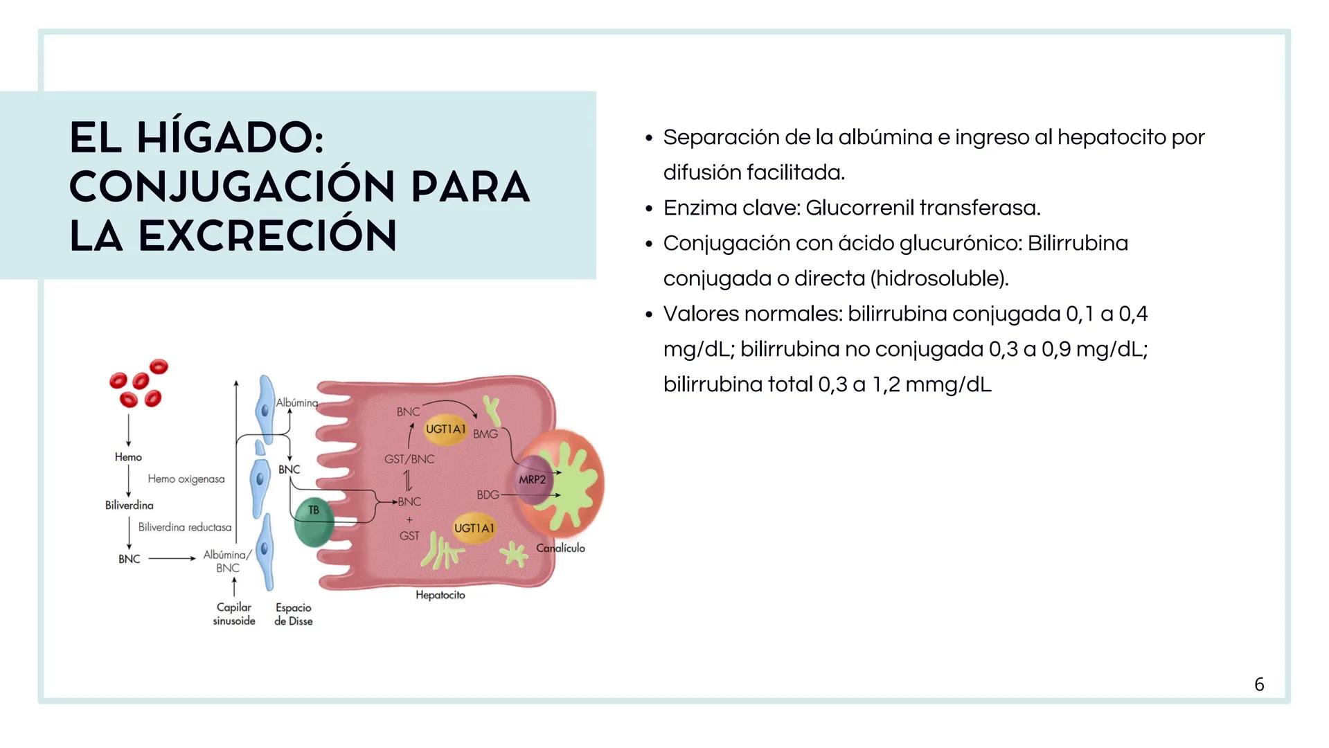 • Colesterol
• Electrolitos y
agua
• Sales Biliares
• Bilirrubina
• Fosfolipidos
FORMACIÓN DE LA
BILIS
Canal biliar
Arteria
Vena
Canaliculos