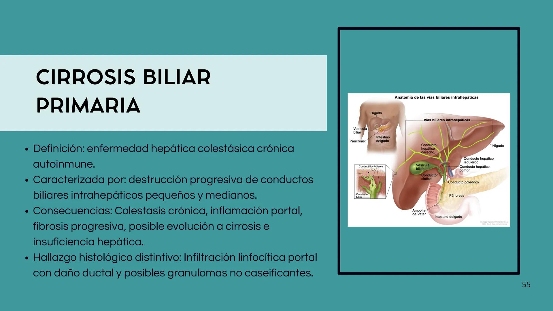 • Colesterol
• Electrolitos y
agua
• Sales Biliares
• Bilirrubina
• Fosfolipidos
FORMACIÓN DE LA
BILIS
Canal biliar
Arteria
Vena
Canaliculos