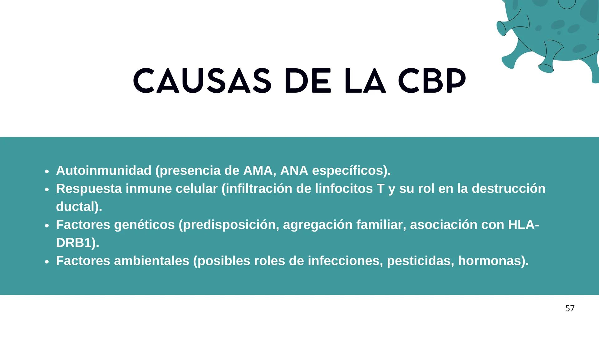 • Colesterol
• Electrolitos y
agua
• Sales Biliares
• Bilirrubina
• Fosfolipidos
FORMACIÓN DE LA
BILIS
Canal biliar
Arteria
Vena
Canaliculos