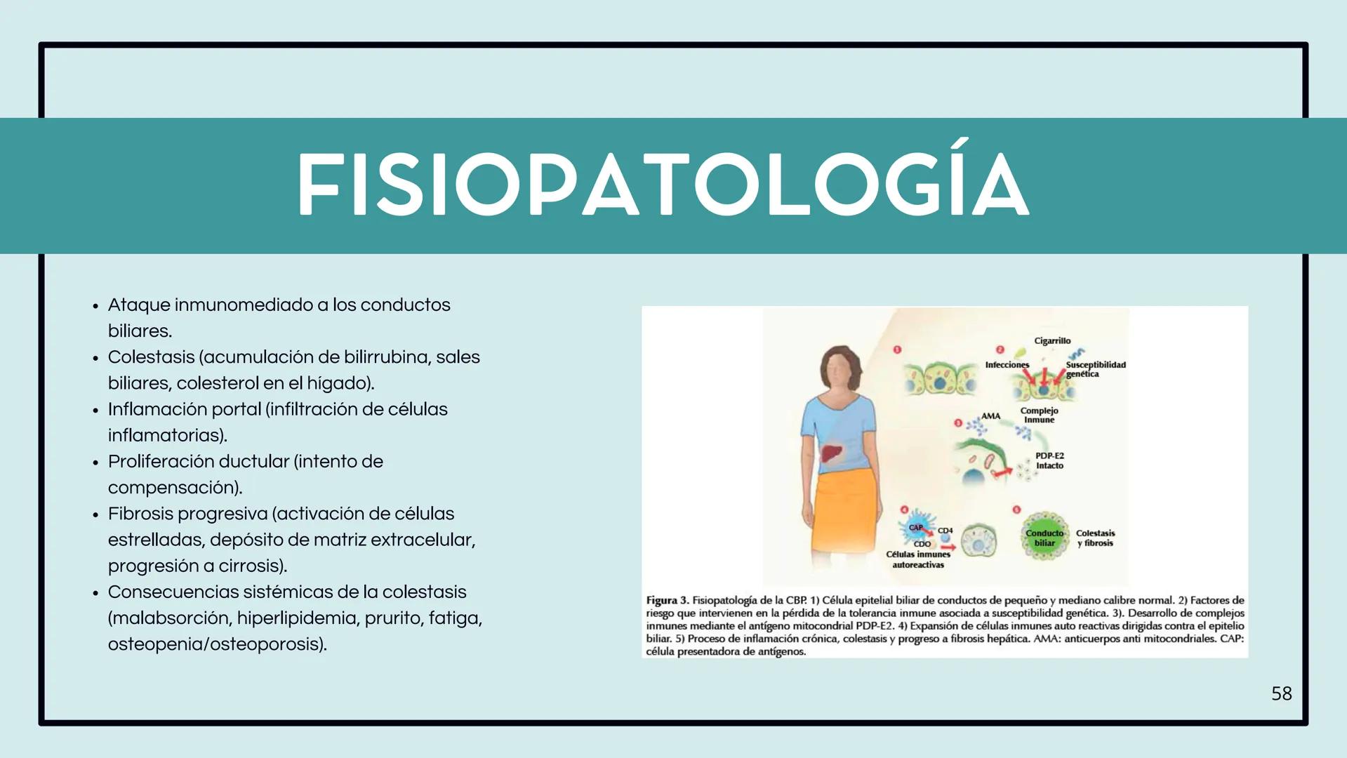 • Colesterol
• Electrolitos y
agua
• Sales Biliares
• Bilirrubina
• Fosfolipidos
FORMACIÓN DE LA
BILIS
Canal biliar
Arteria
Vena
Canaliculos