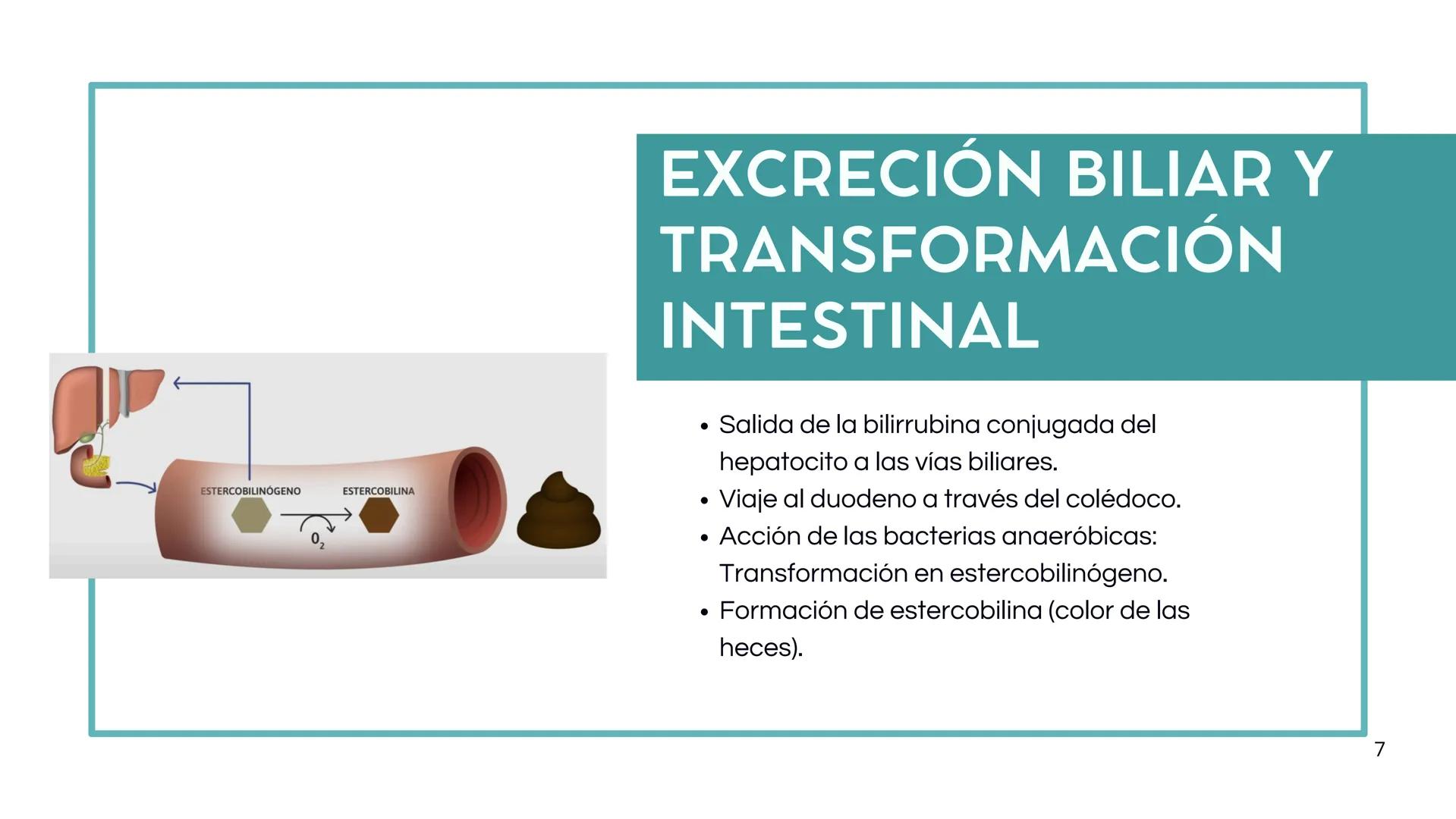 • Colesterol
• Electrolitos y
agua
• Sales Biliares
• Bilirrubina
• Fosfolipidos
FORMACIÓN DE LA
BILIS
Canal biliar
Arteria
Vena
Canaliculos