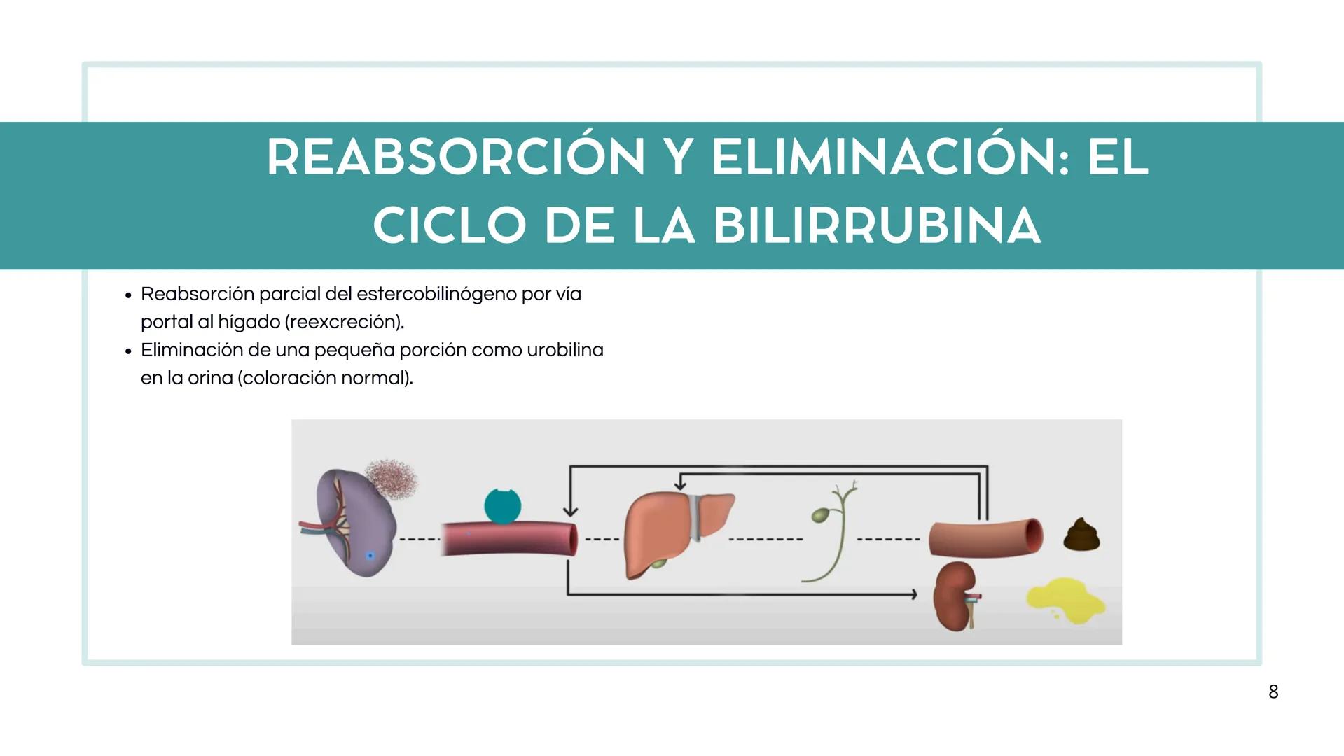 • Colesterol
• Electrolitos y
agua
• Sales Biliares
• Bilirrubina
• Fosfolipidos
FORMACIÓN DE LA
BILIS
Canal biliar
Arteria
Vena
Canaliculos