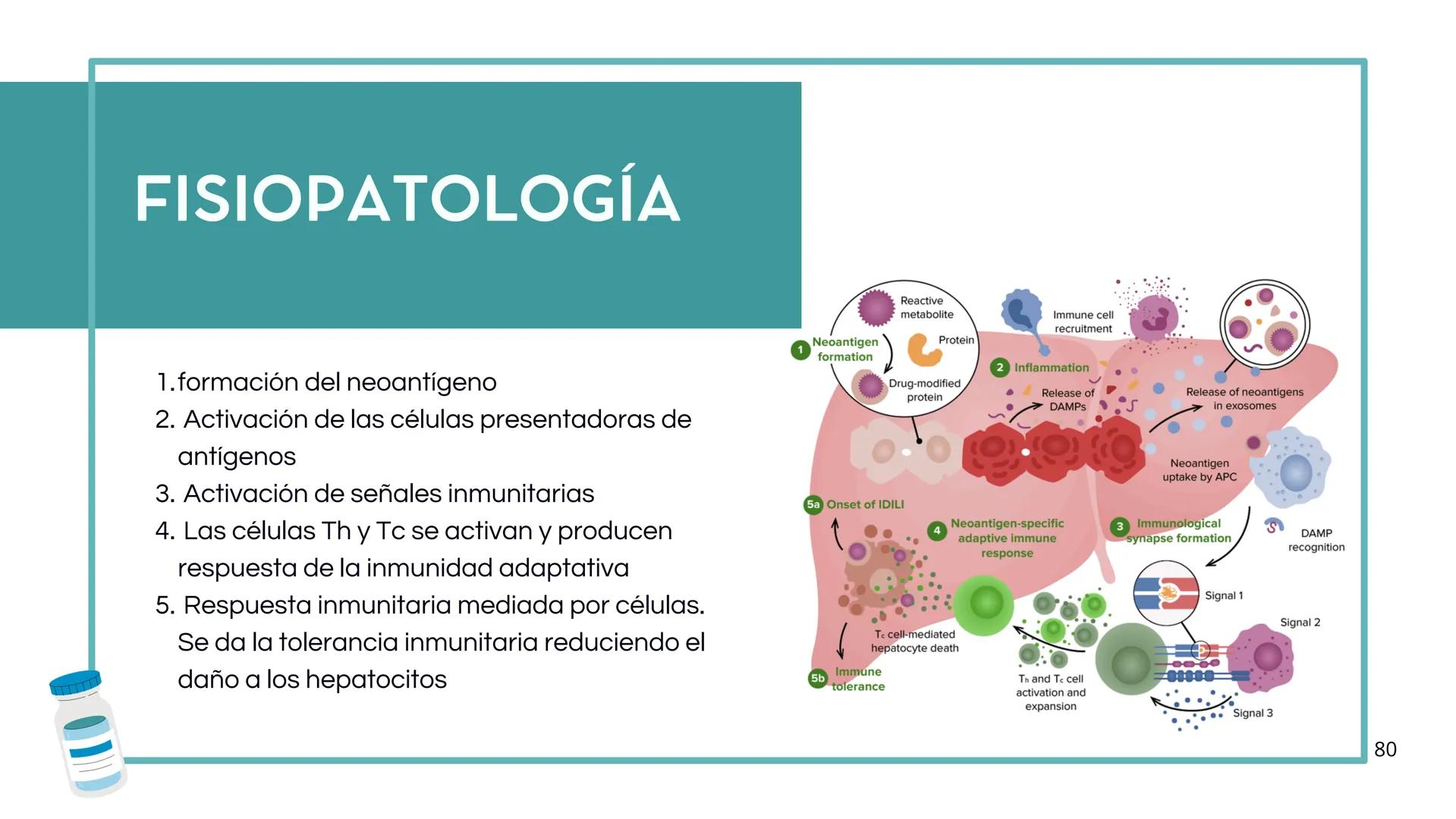 • Colesterol
• Electrolitos y
agua
• Sales Biliares
• Bilirrubina
• Fosfolipidos
FORMACIÓN DE LA
BILIS
Canal biliar
Arteria
Vena
Canaliculos