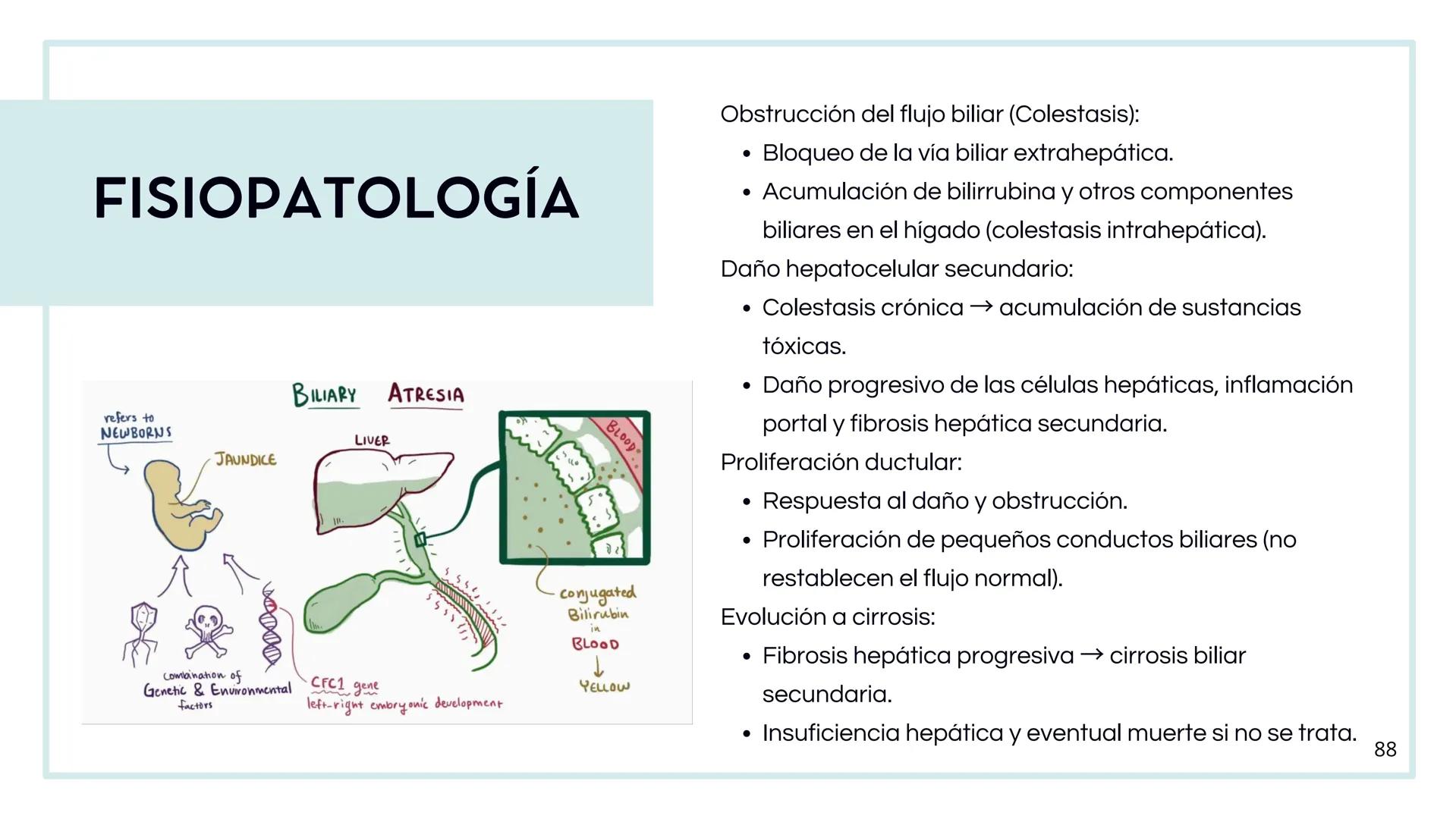 • Colesterol
• Electrolitos y
agua
• Sales Biliares
• Bilirrubina
• Fosfolipidos
FORMACIÓN DE LA
BILIS
Canal biliar
Arteria
Vena
Canaliculos