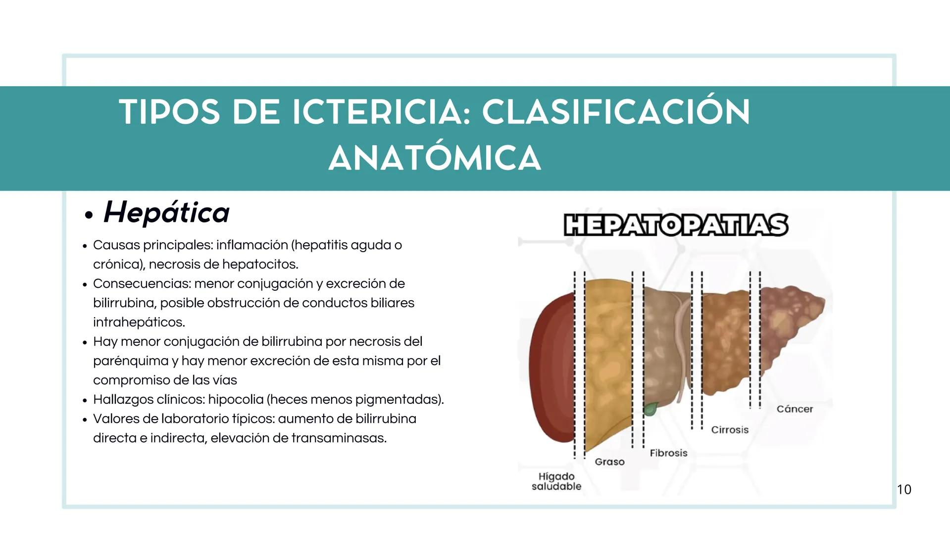 • Colesterol
• Electrolitos y
agua
• Sales Biliares
• Bilirrubina
• Fosfolipidos
FORMACIÓN DE LA
BILIS
Canal biliar
Arteria
Vena
Canaliculos