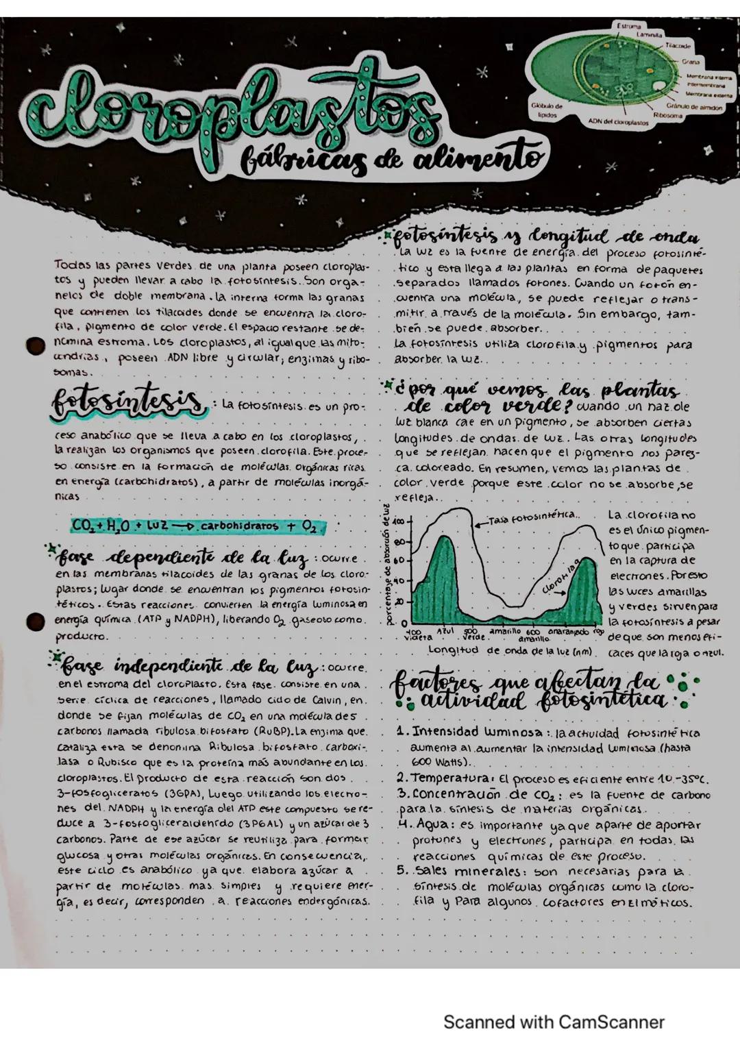Estroma
Lamina
cloroplastos
Globulo de
lipidos
fábricas de alimento
Todas las partes verdes de una planta poseen cloroplas-
tos y pueden lle