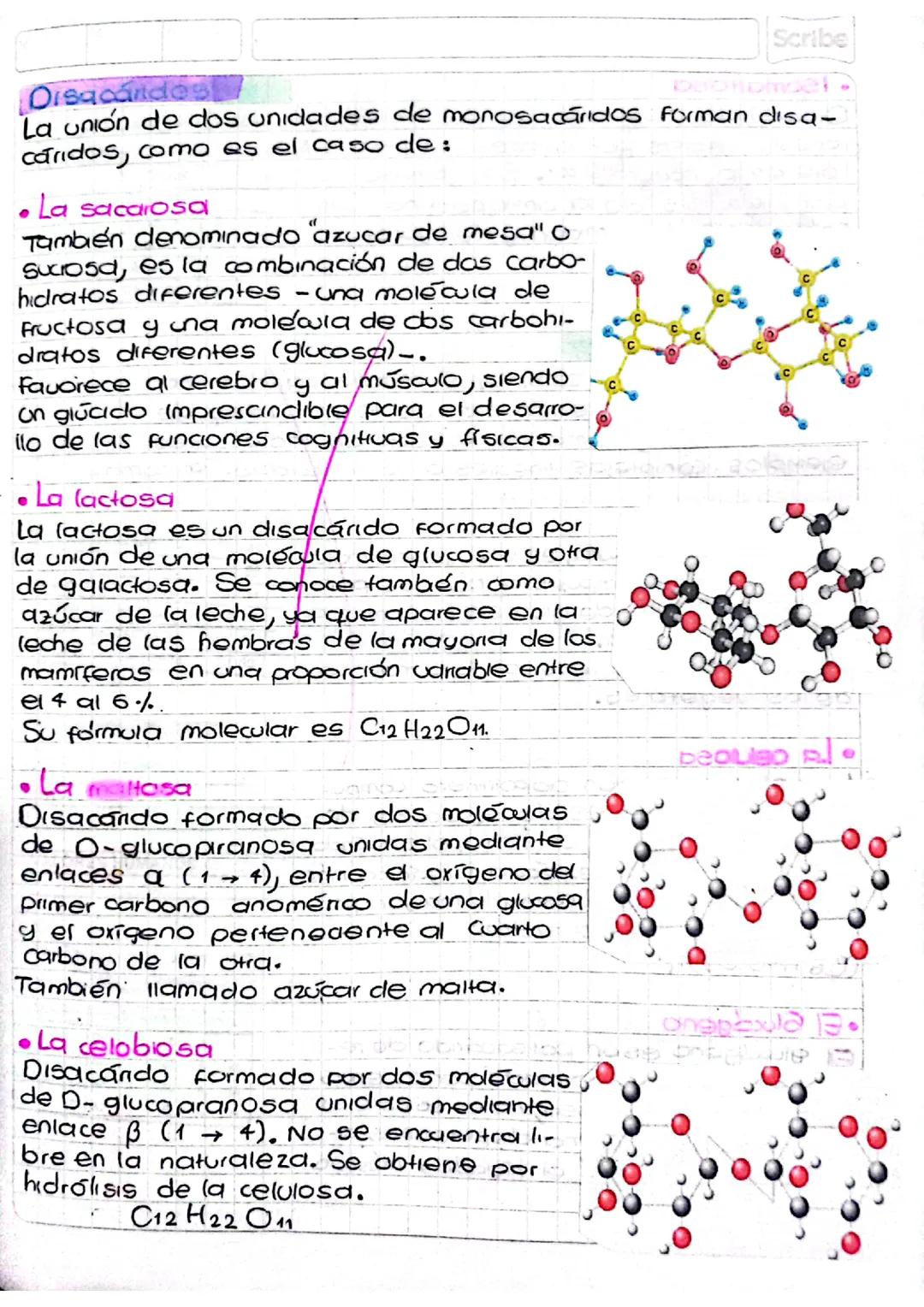 Apuntes sobre los disacáridos