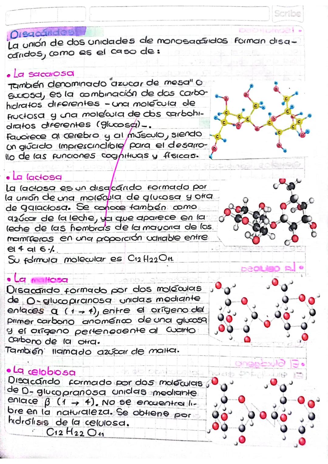 Scribe
Disacandes
La unión de dos unidades de monosacáridos forman disa-
caridos, como es el caso de:
.La sacarosa
También denominado "azuca