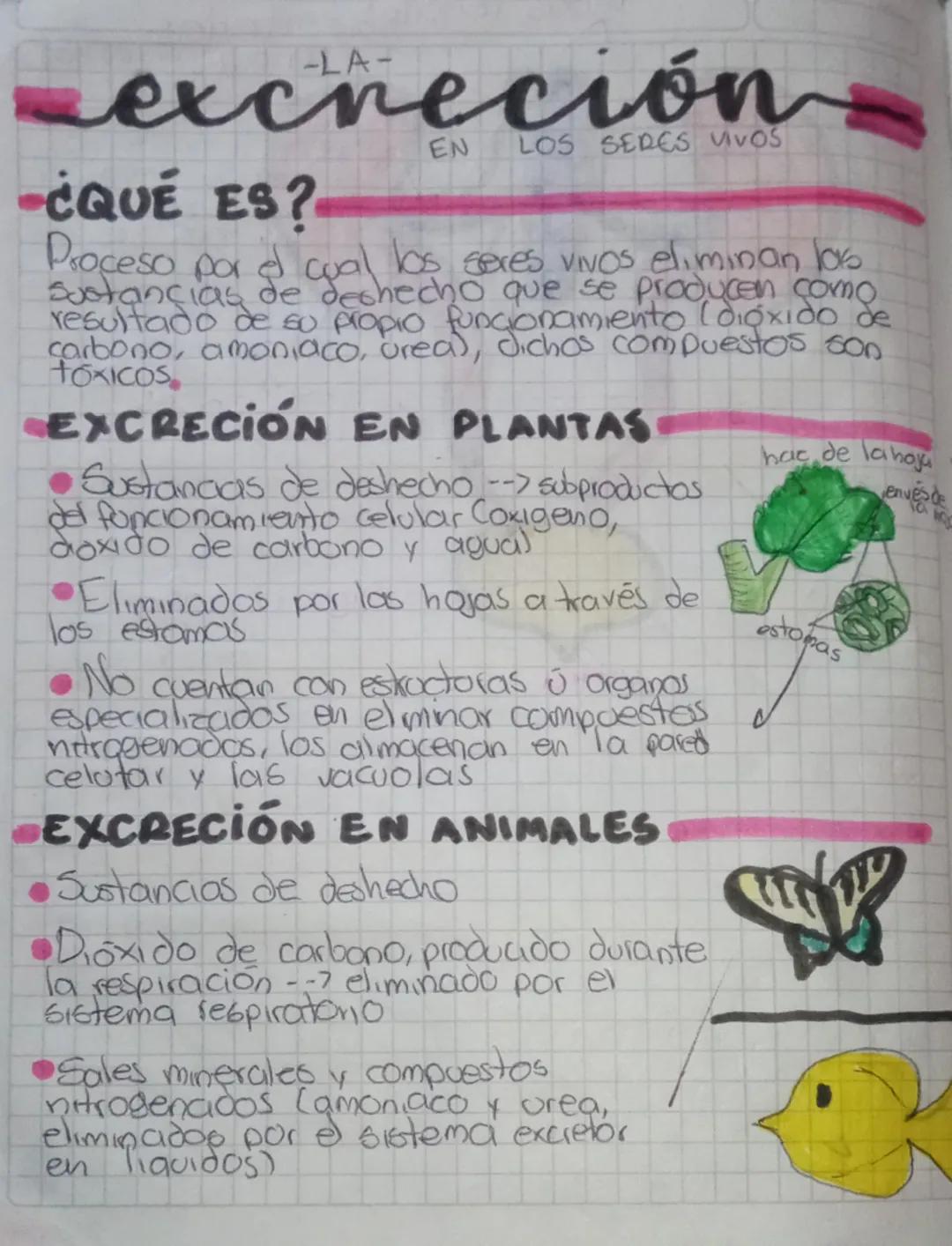 excreción
-¿QUÉ ES?
EN
LOS SERES VOS
Proceso por el cual los seres vivos eliminan las
Sustancias de deshecho que se producen como
resultado