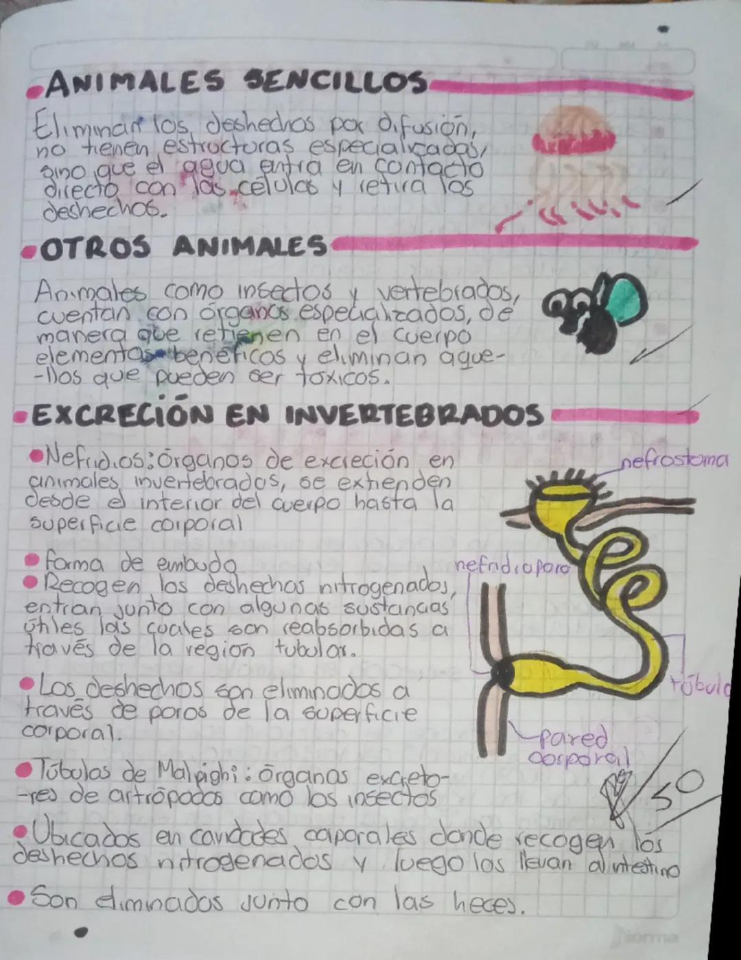 excreción
-¿QUÉ ES?
EN
LOS SERES VOS
Proceso por el cual los seres vivos eliminan las
Sustancias de deshecho que se producen como
resultado