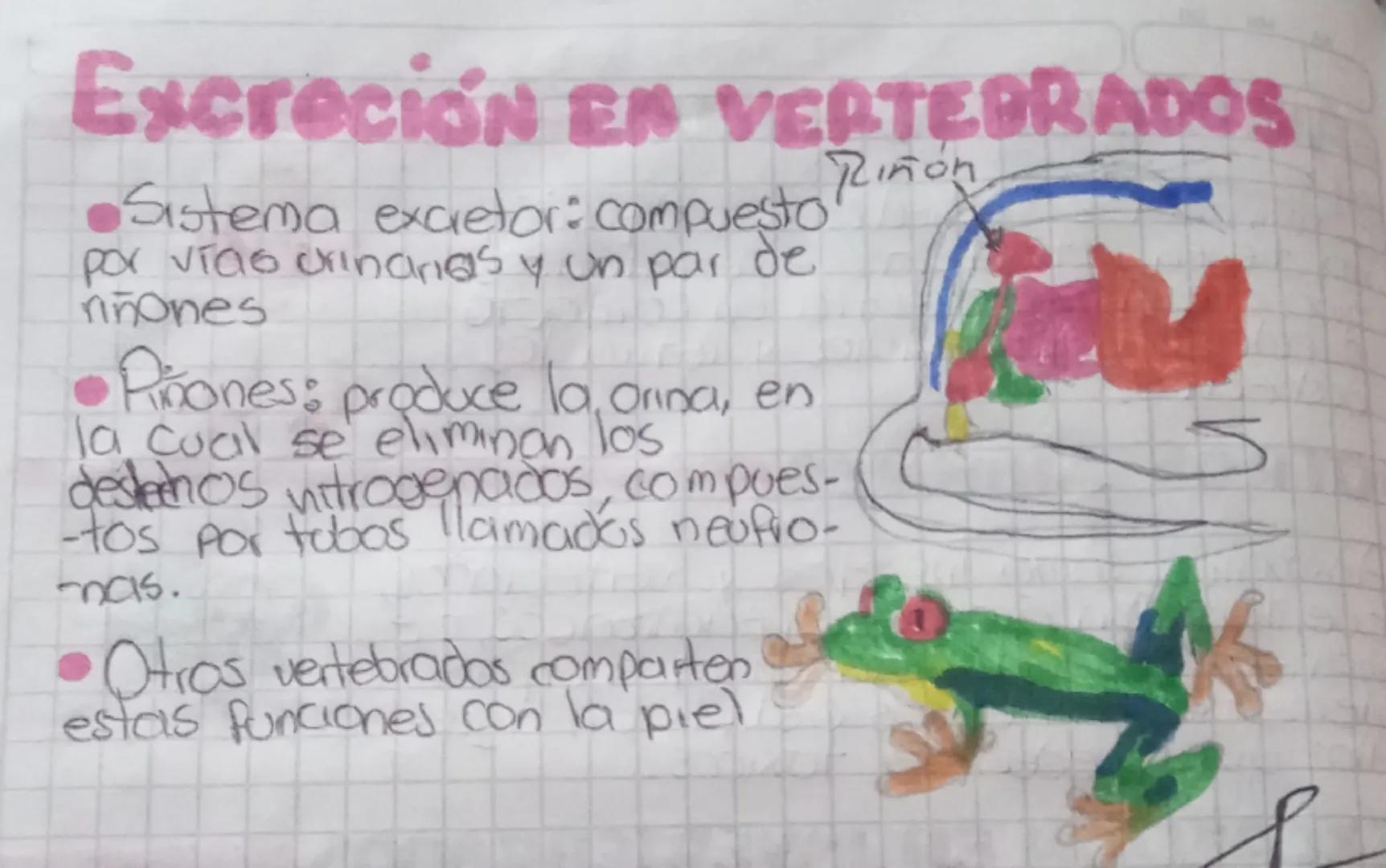 excreción
-¿QUÉ ES?
EN
LOS SERES VOS
Proceso por el cual los seres vivos eliminan las
Sustancias de deshecho que se producen como
resultado