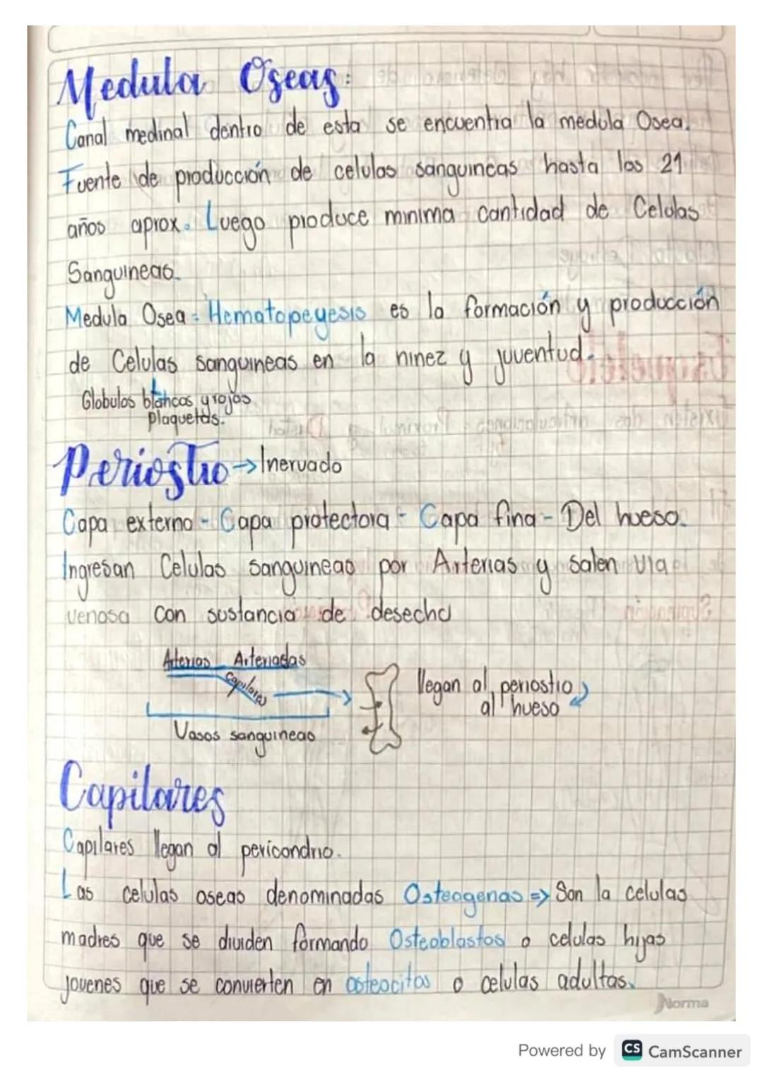 La fuerca la hace el musculo la palanca es el hueso.
61 Musculo en el movimiento hace la fuerza, desplazamiento
Partes del hueso
Cartilago a