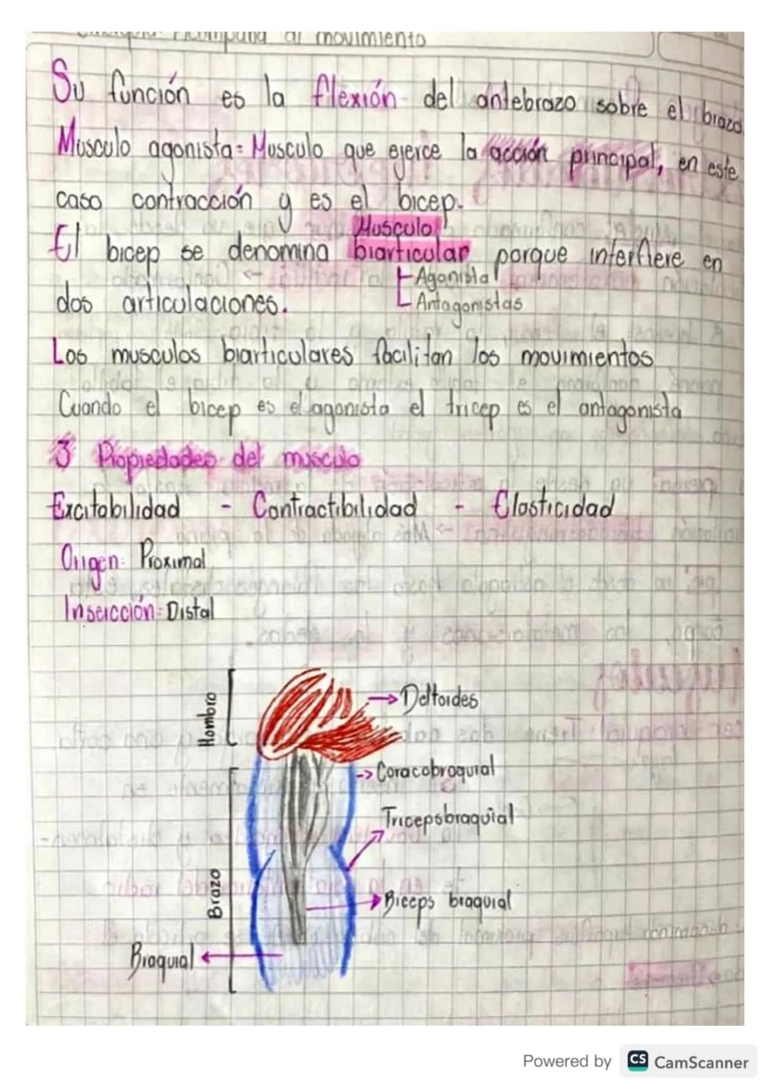 La fuerca la hace el musculo la palanca es el hueso.
61 Musculo en el movimiento hace la fuerza, desplazamiento
Partes del hueso
Cartilago a