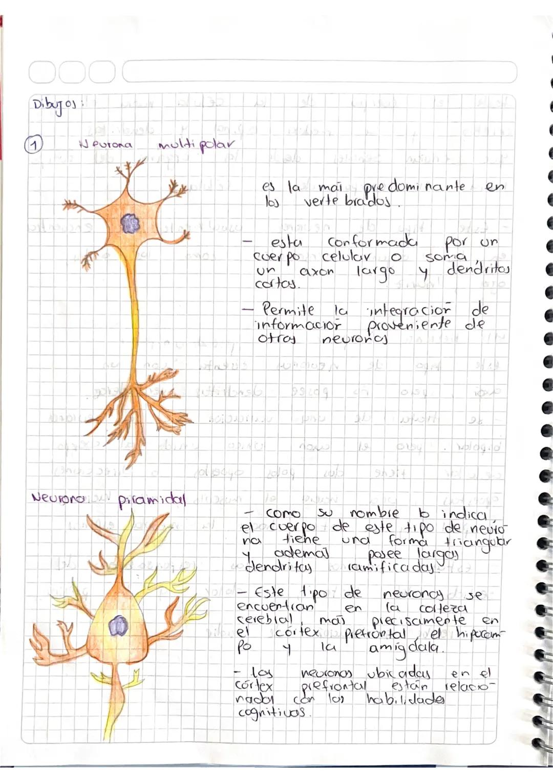 Neuronas