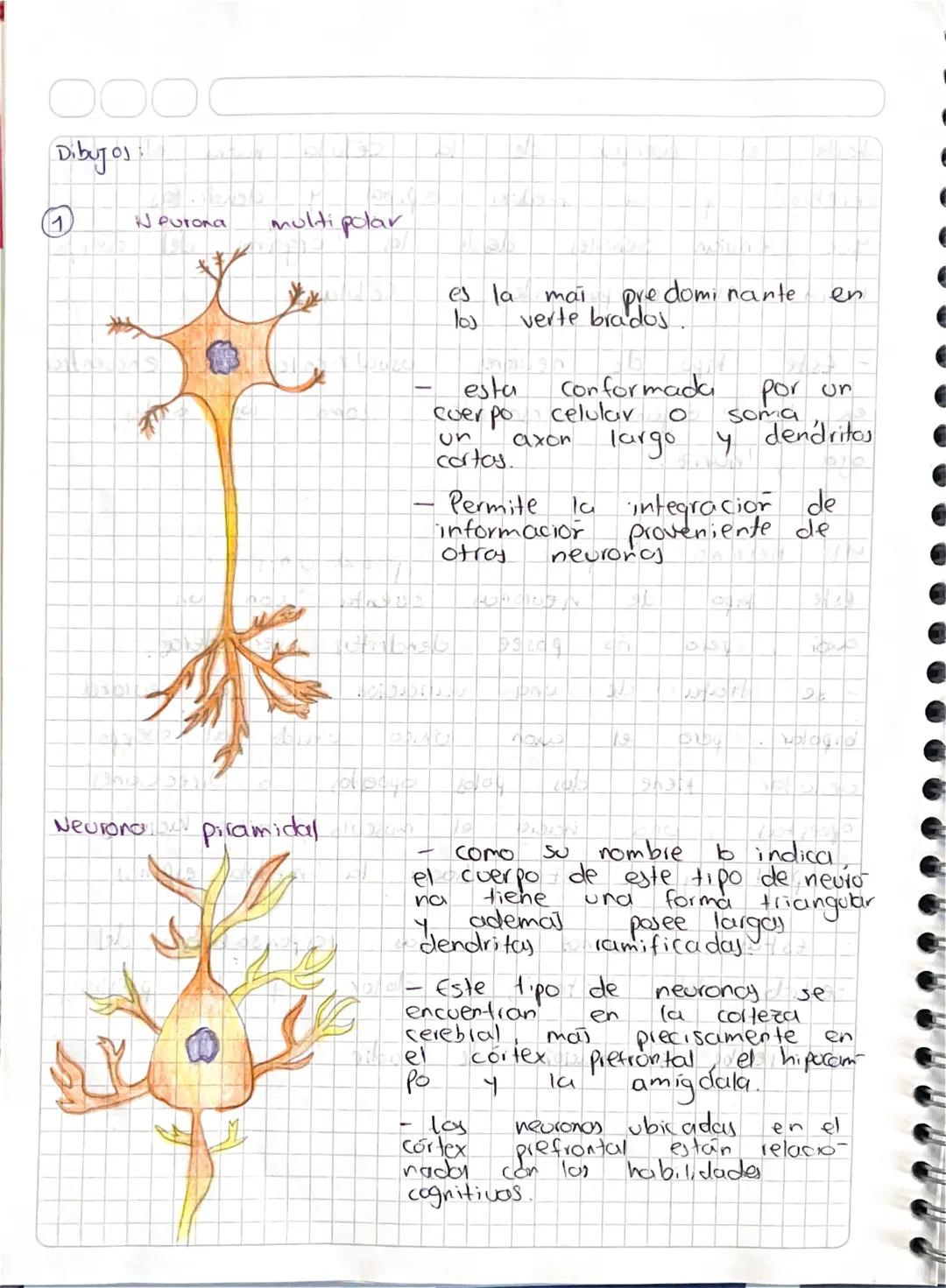 ୦୦୦
Dibujos
1
Neurona
multi polar
Neurona piramidal
es la
33
دها
mai pre dominante
verte brados.
en
Por un
largo y dendritos
esta
Conformada