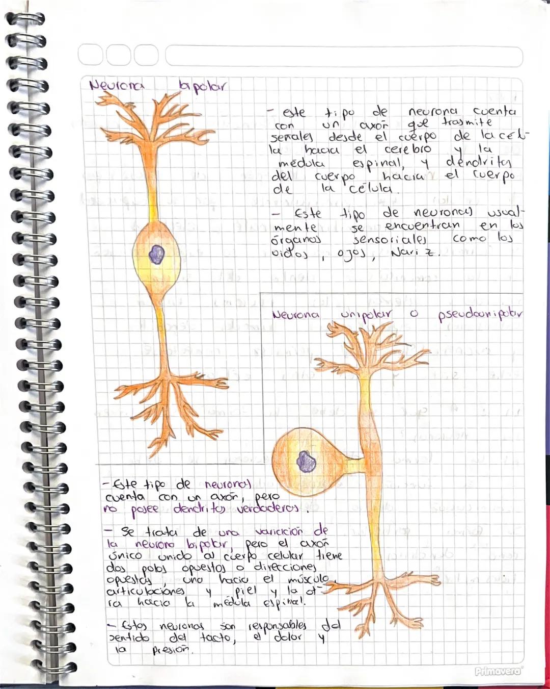 ୦୦୦
Dibujos
1
Neurona
multi polar
Neurona piramidal
es la
33
دها
mai pre dominante
verte brados.
en
Por un
largo y dendritos
esta
Conformada