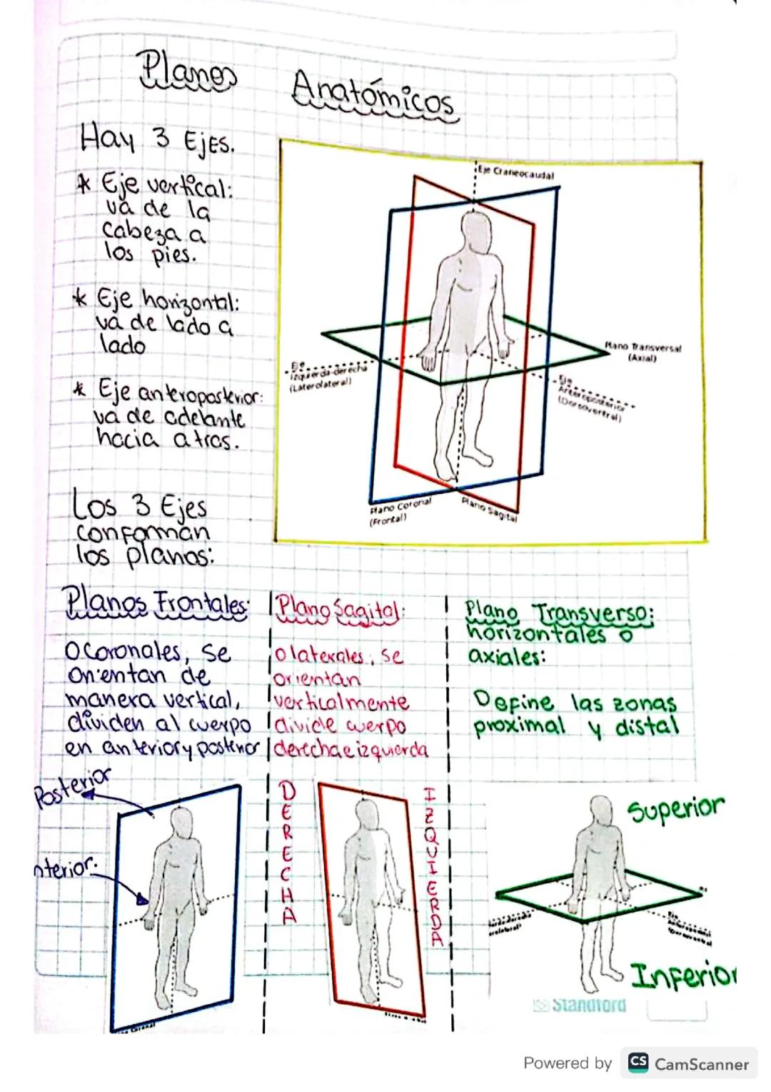 Ejes del cuerpo humano