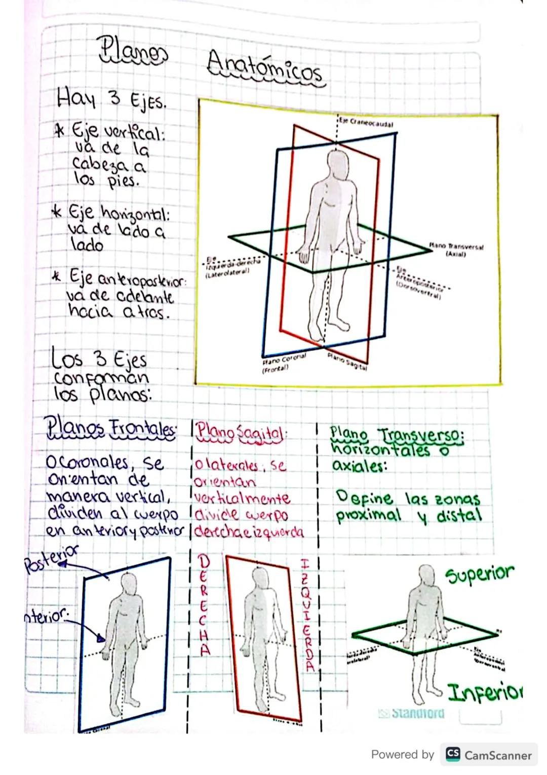 Planes Anatómicos
Hay 3 Ejes.
Eje vertical:
Eye Craneocaudal
va de la
cabeza a
los pies.
Eje horizontal:
va de lado a.
lado
* Eje anteropost