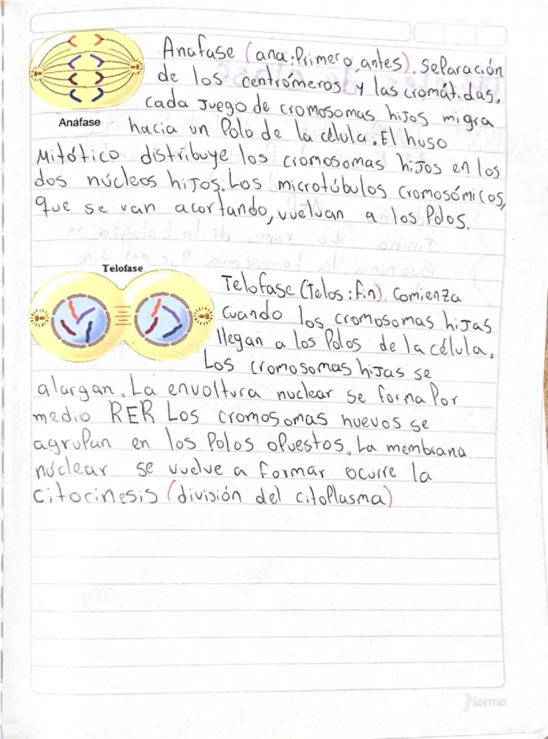 --- OCR Start ---
La mitosis stepeni kίος πάντως
To, Tolute La Mitosis.
рон ми
L
La Profase es La Primera fase de la
A división celular Cuit