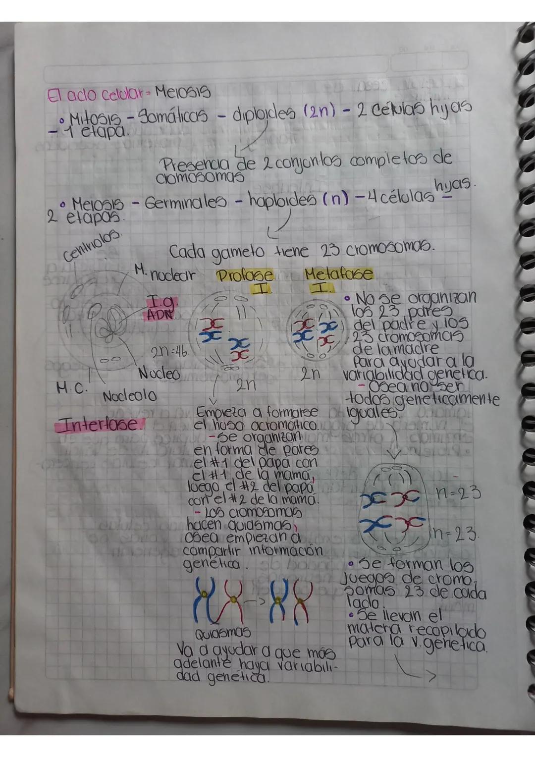Elado celular-Meiosis
0
0
Mitosis-Somálicas - diploides (2n) - 2 células hijas
1 etapa
Presencia de 2 conjuntos completos de
Clomosomas
Meio
