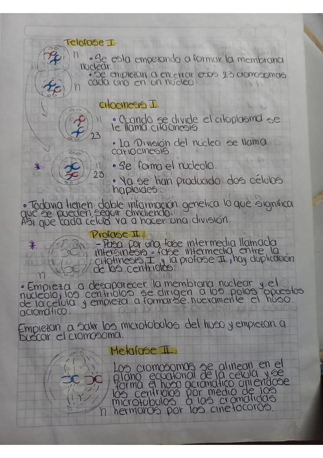 Elado celular-Meiosis
0
0
Mitosis-Somálicas - diploides (2n) - 2 células hijas
1 etapa
Presencia de 2 conjuntos completos de
Clomosomas
Meio