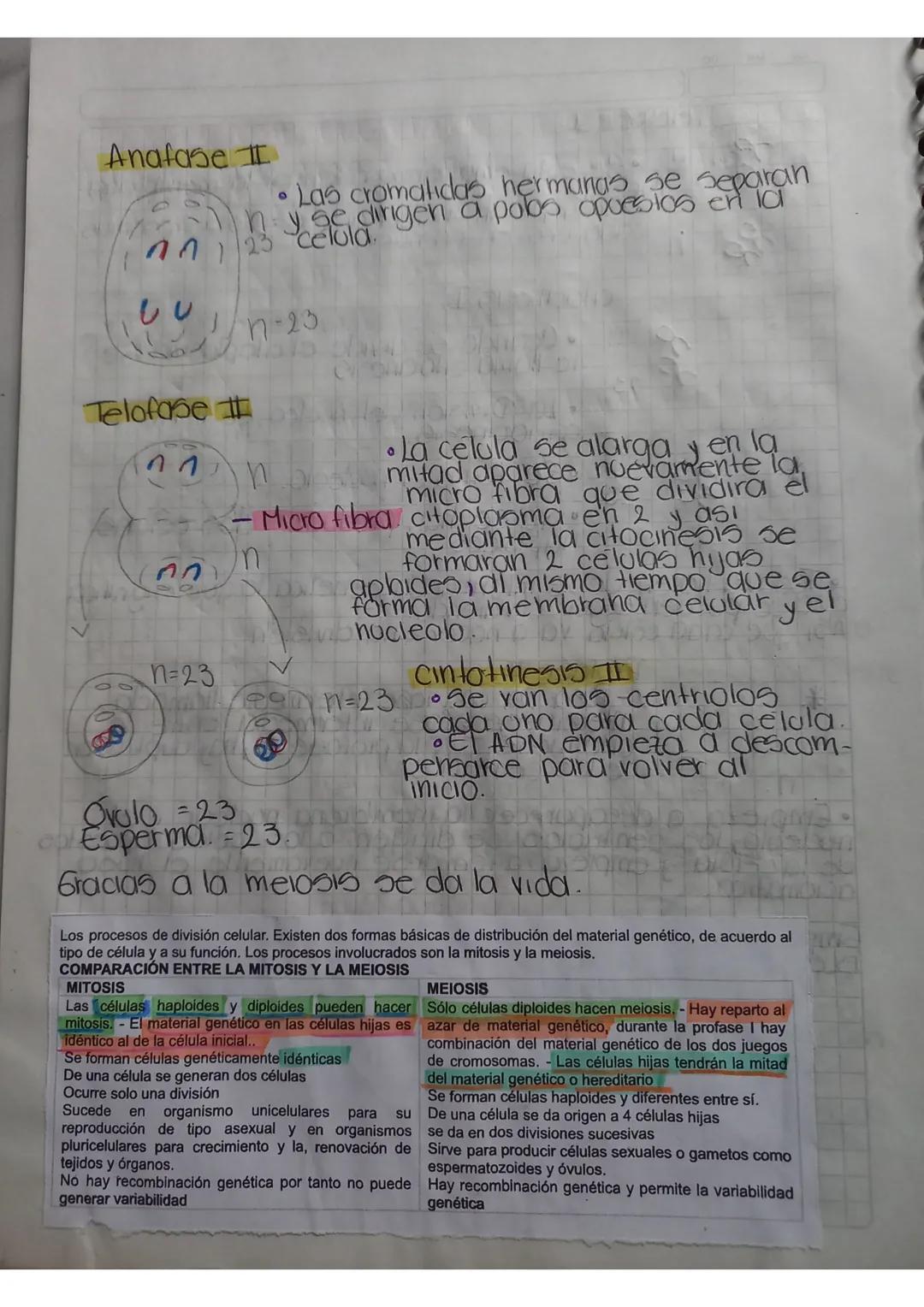 Elado celular-Meiosis
0
0
Mitosis-Somálicas - diploides (2n) - 2 células hijas
1 etapa
Presencia de 2 conjuntos completos de
Clomosomas
Meio