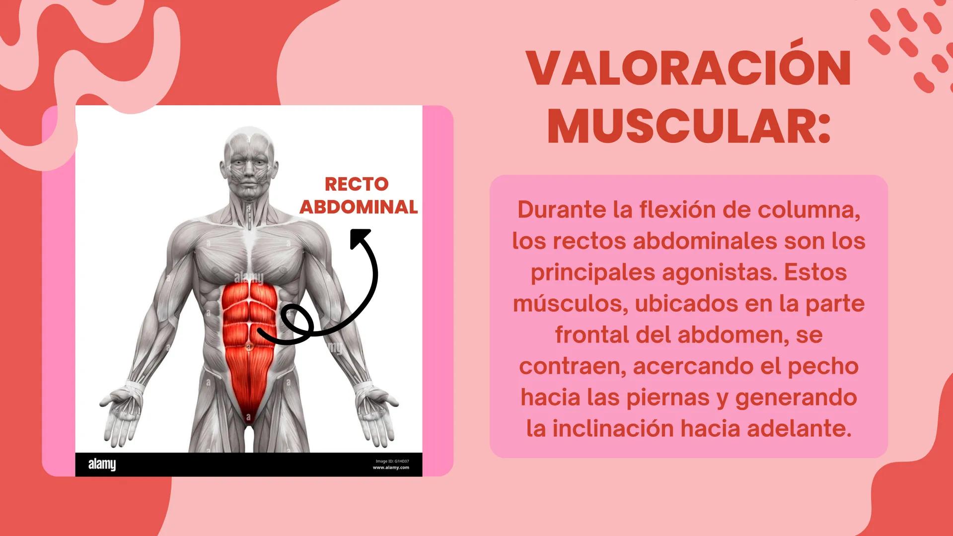 COLUMNA
LUMBO-SACRA MOVILIDAD ARTICULAR:
FLEXIÓN DE COLUMNA.
LA FLEXIÓN DE COLUMNA ES UN
MOVIMIENTO ARTICULAR QUE
CONSISTE EN LA DISMINUCIÓN