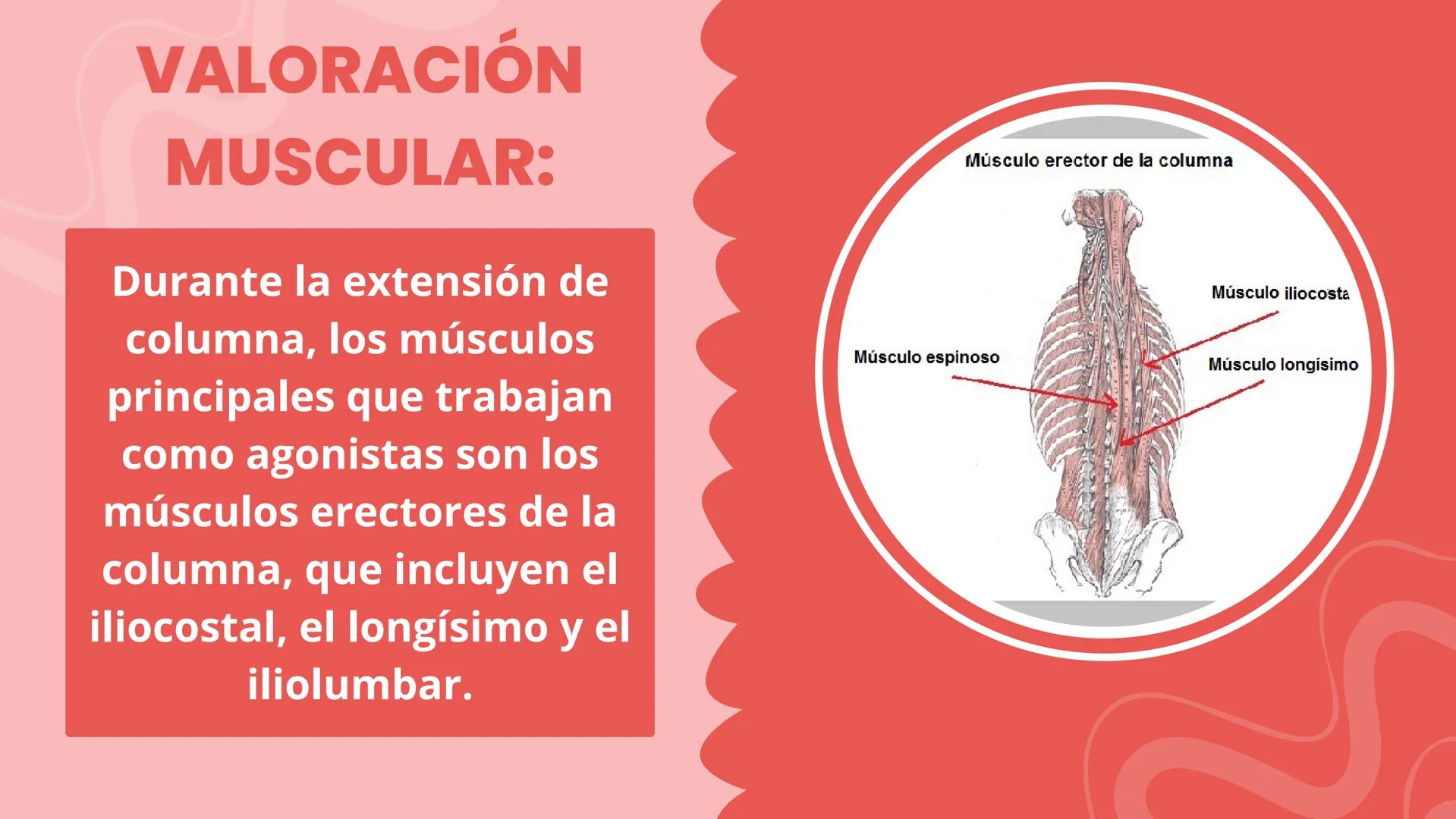 COLUMNA
LUMBO-SACRA MOVILIDAD ARTICULAR:
FLEXIÓN DE COLUMNA.
LA FLEXIÓN DE COLUMNA ES UN
MOVIMIENTO ARTICULAR QUE
CONSISTE EN LA DISMINUCIÓN