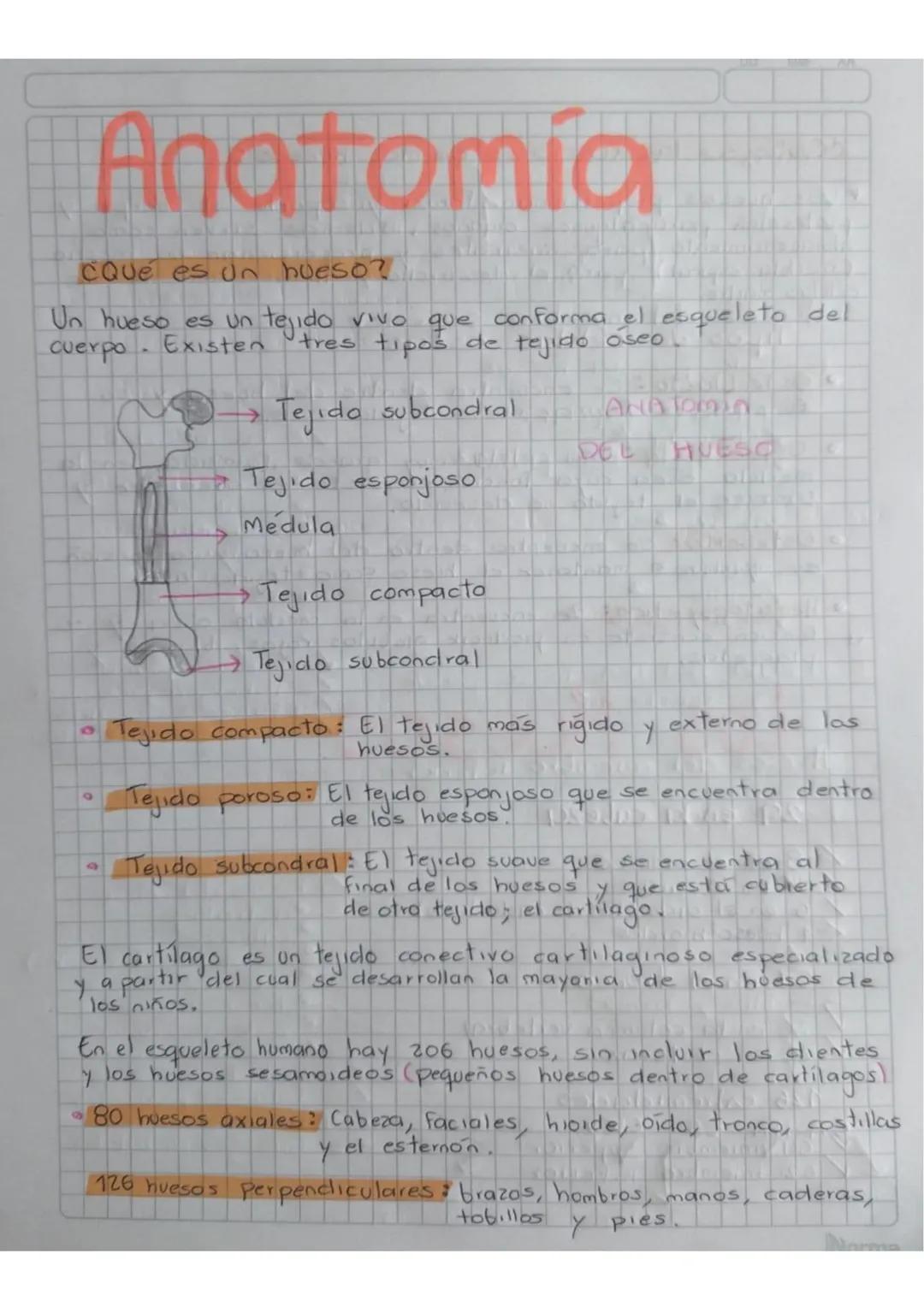 Los huesos, Anatomía