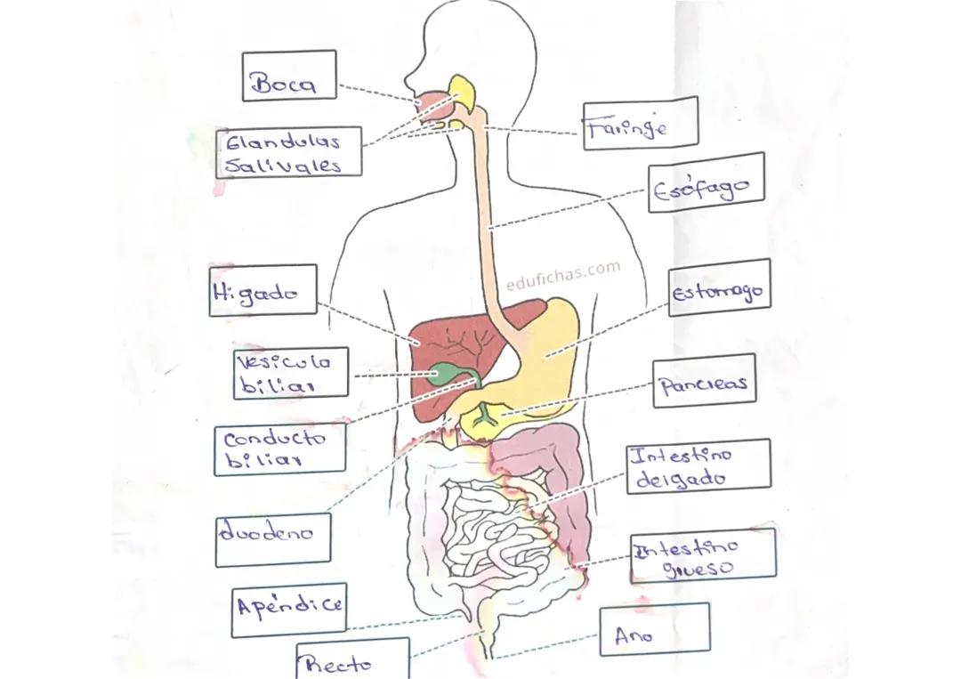 Sistema digestivo y sus partes